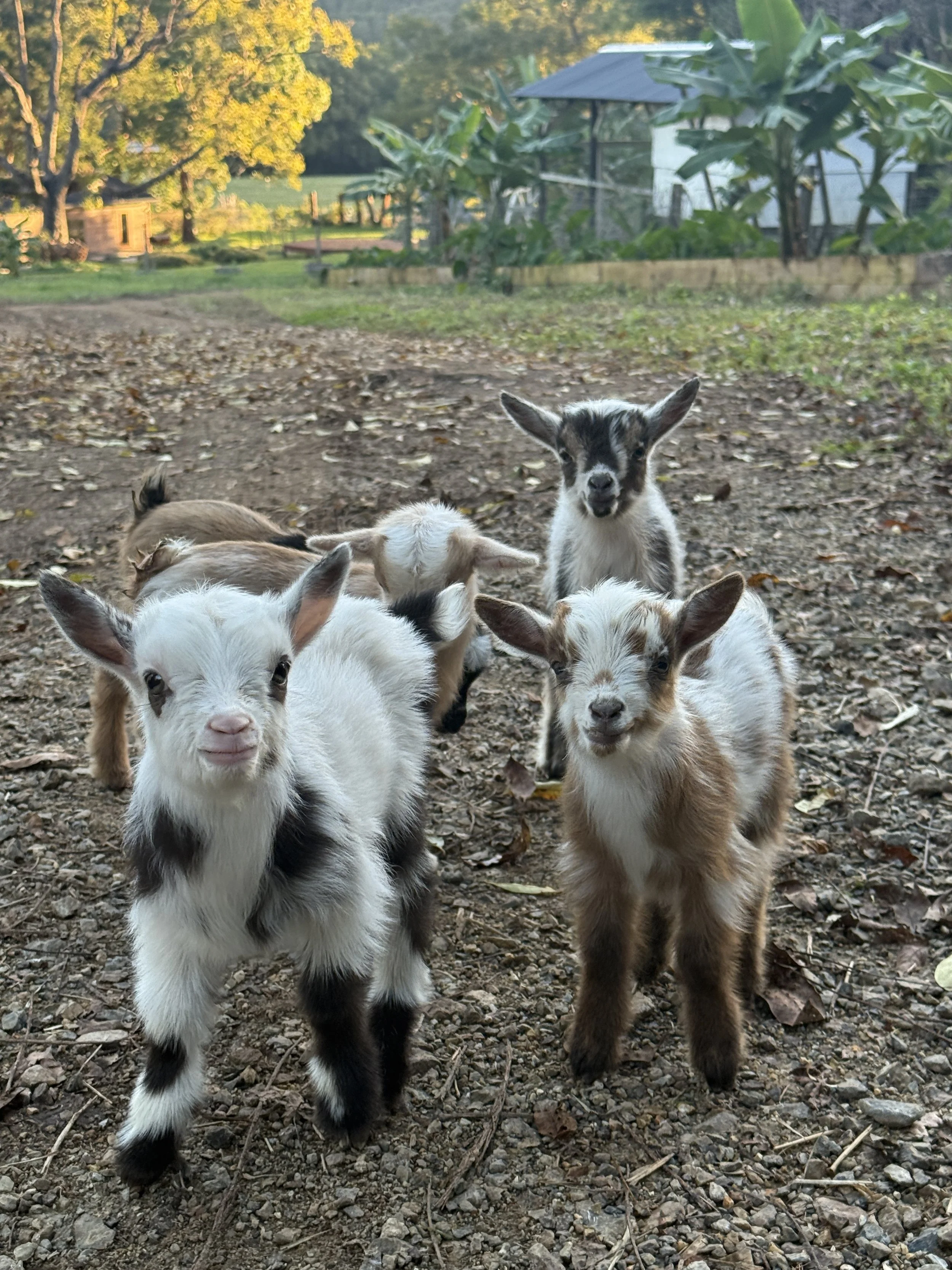 Doelings $1,500-$4000+ (Companions, Breeders, Milk)