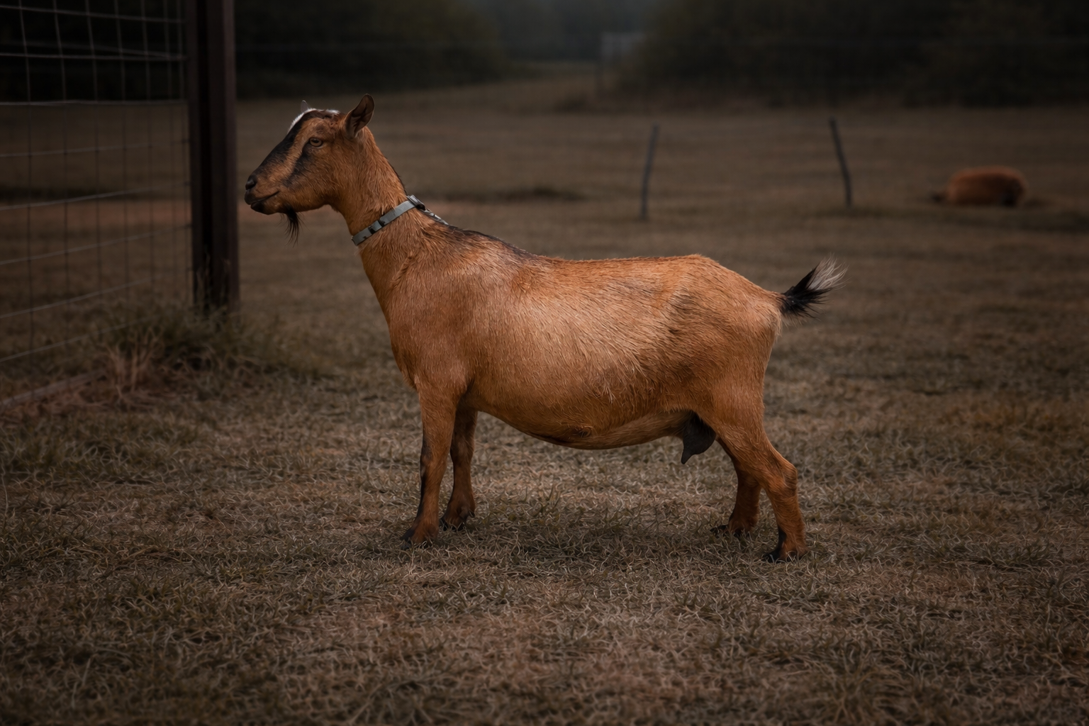 DOE NAMOI MINI GOATS DIANA