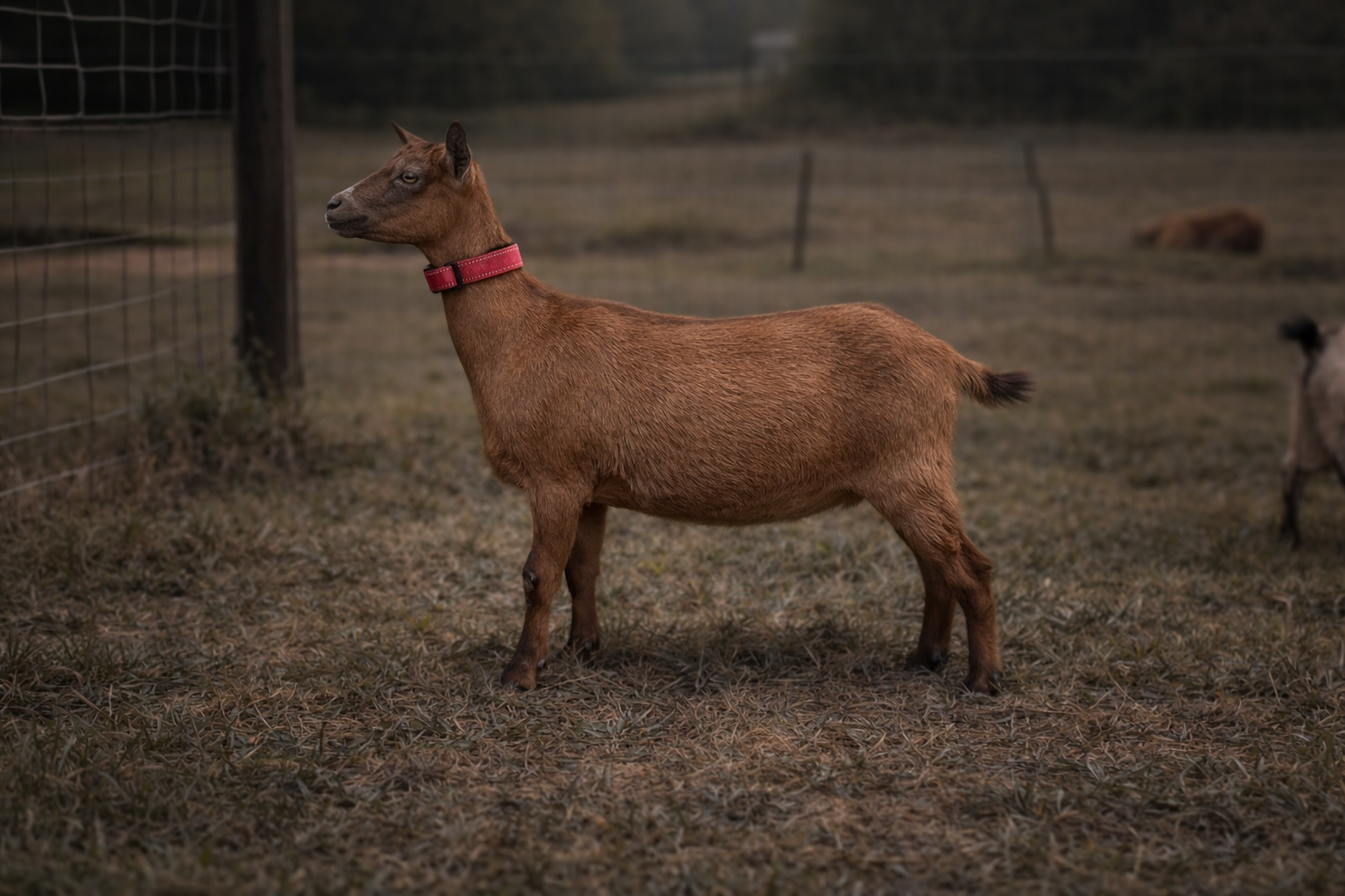 Zendara  Bluey ND97.65% Doeling