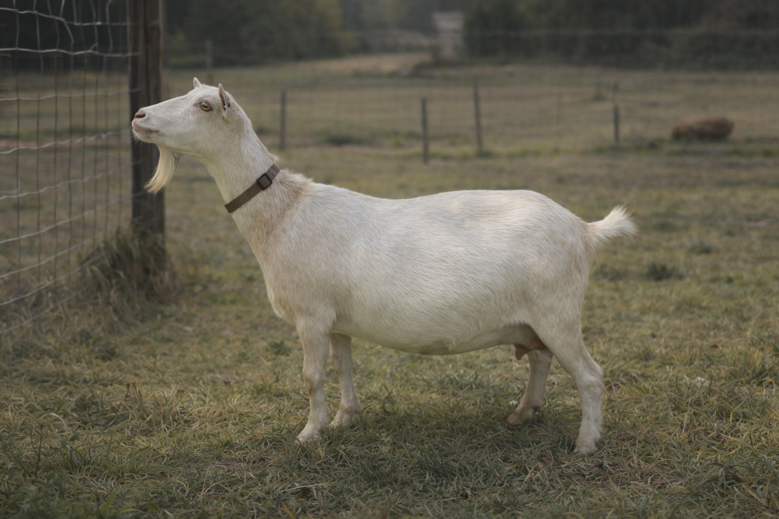 SENIOR DOE ZAYTUNA FARM SHENAE