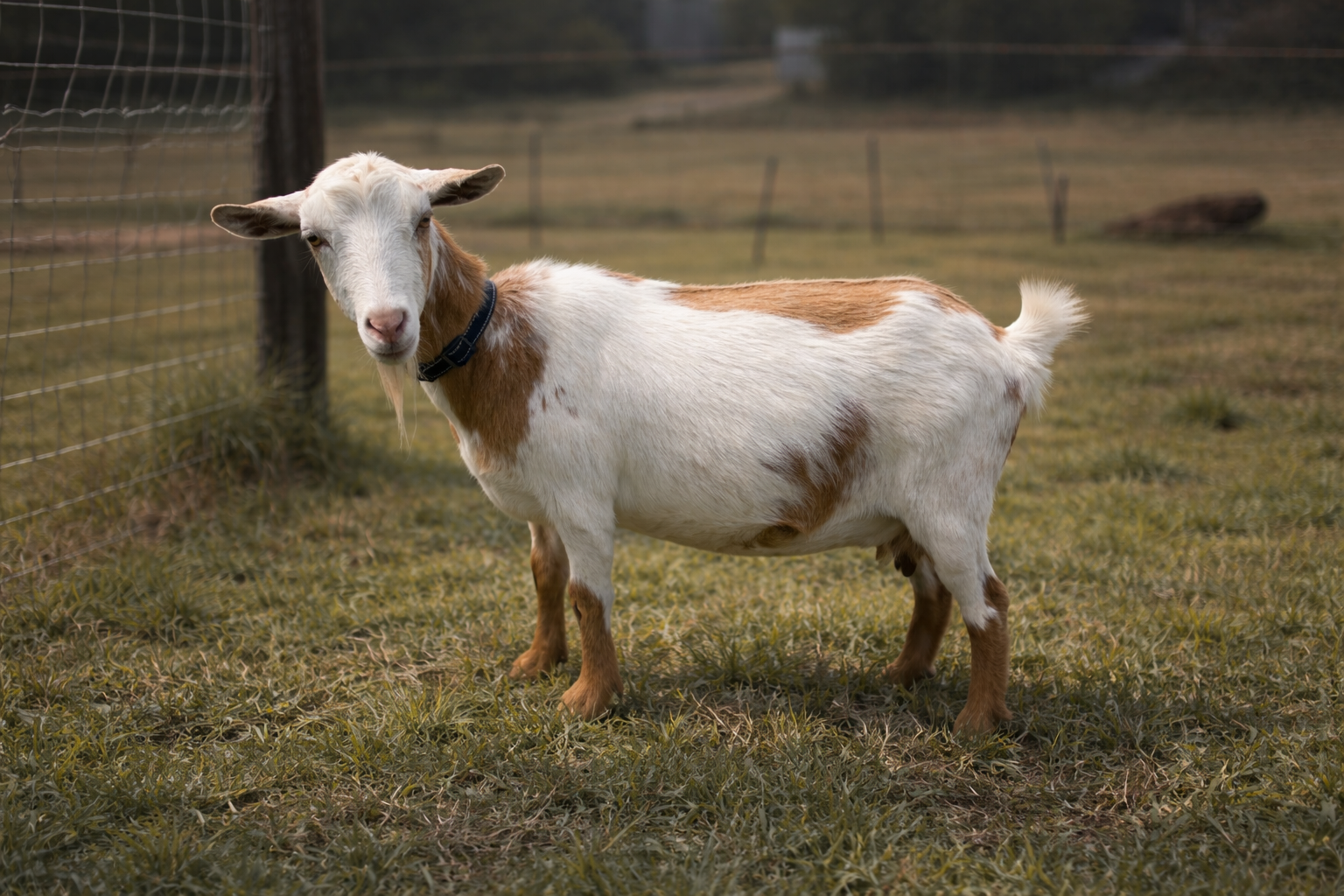 DOE ZAYTUNA FARM CICI