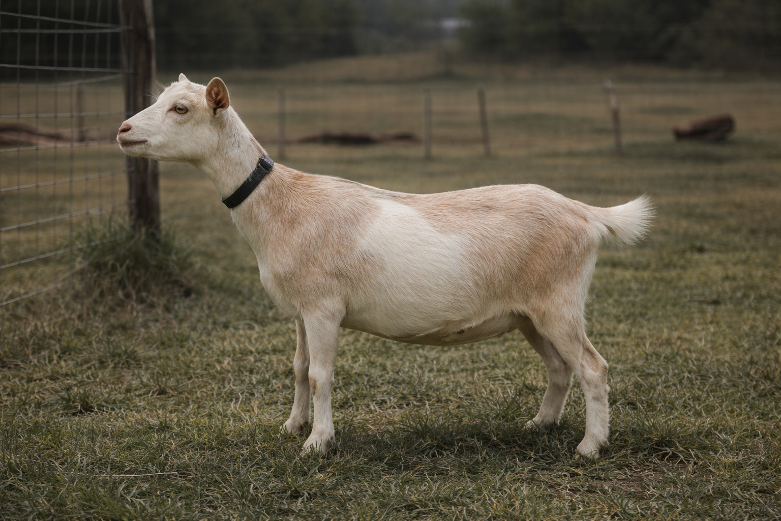 DOE ZENDARA TORTILLA