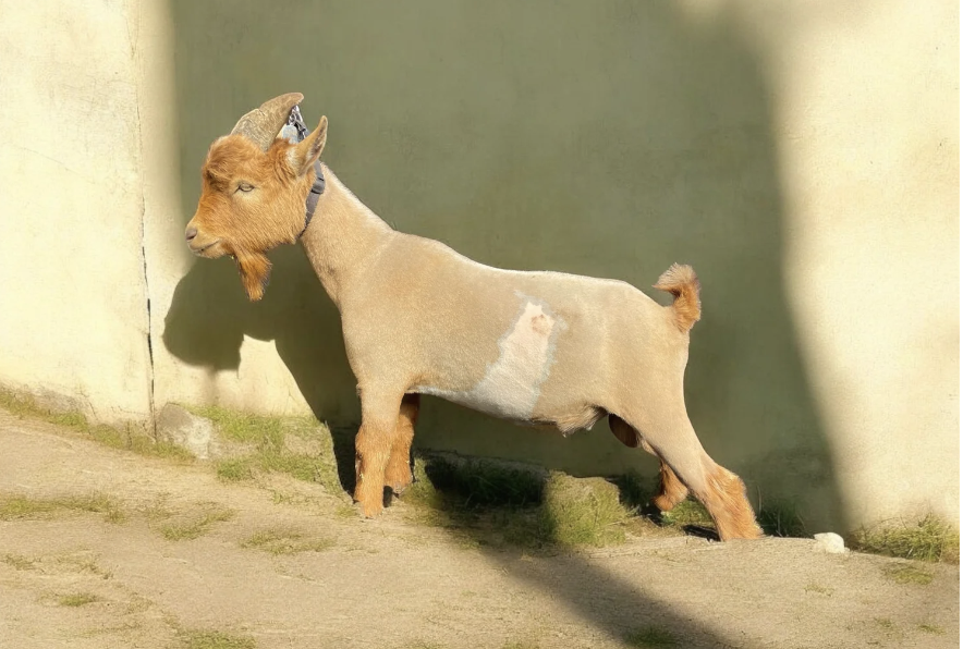 Bucks and Bucklings (Male intact goats)