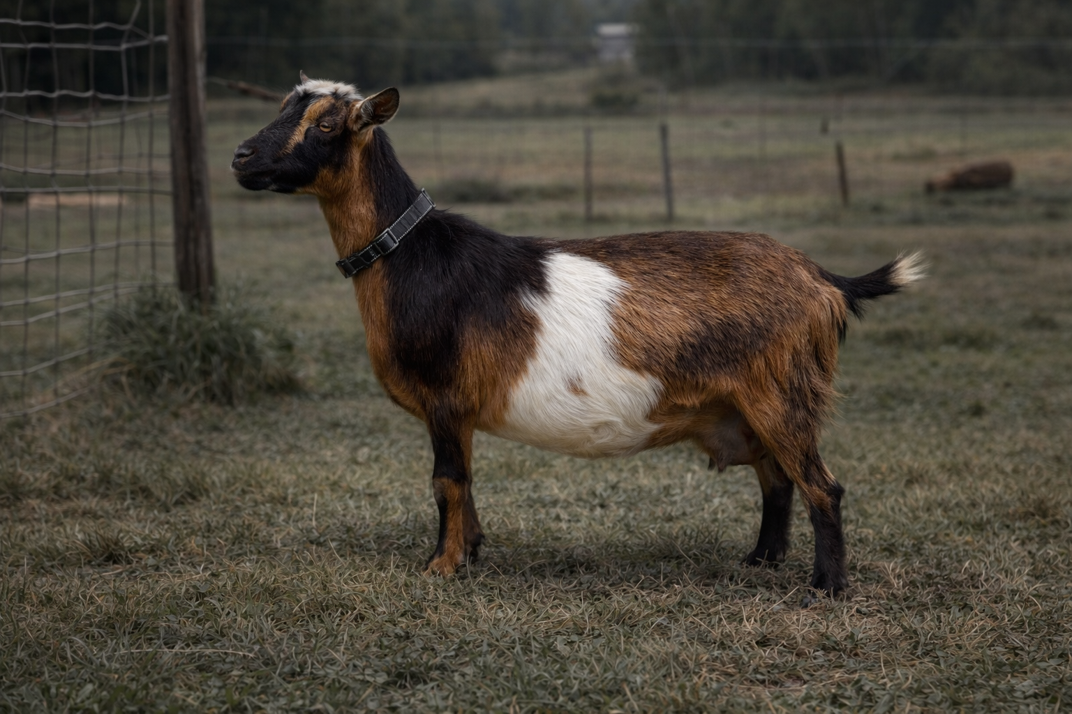 JUNIOR DOE NAMOI MINI GOATS DAVINA