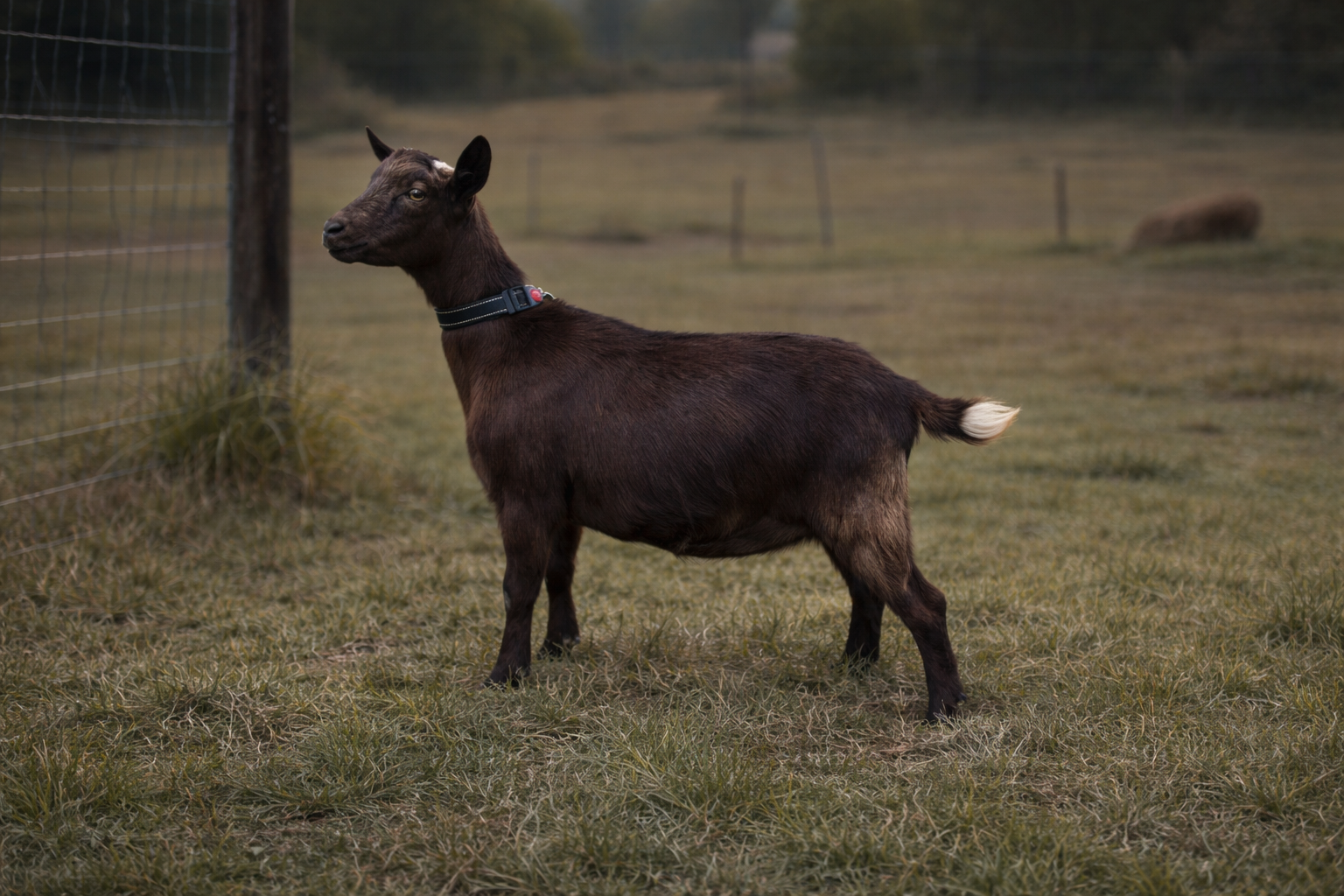 DOE ZENDARA CHOCOLATE