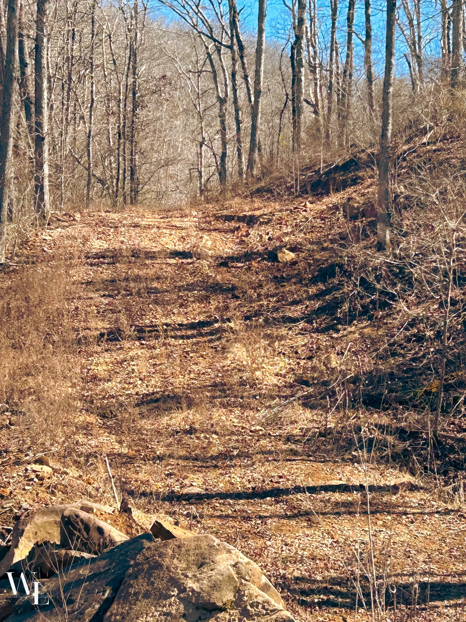 woods-6.jpg