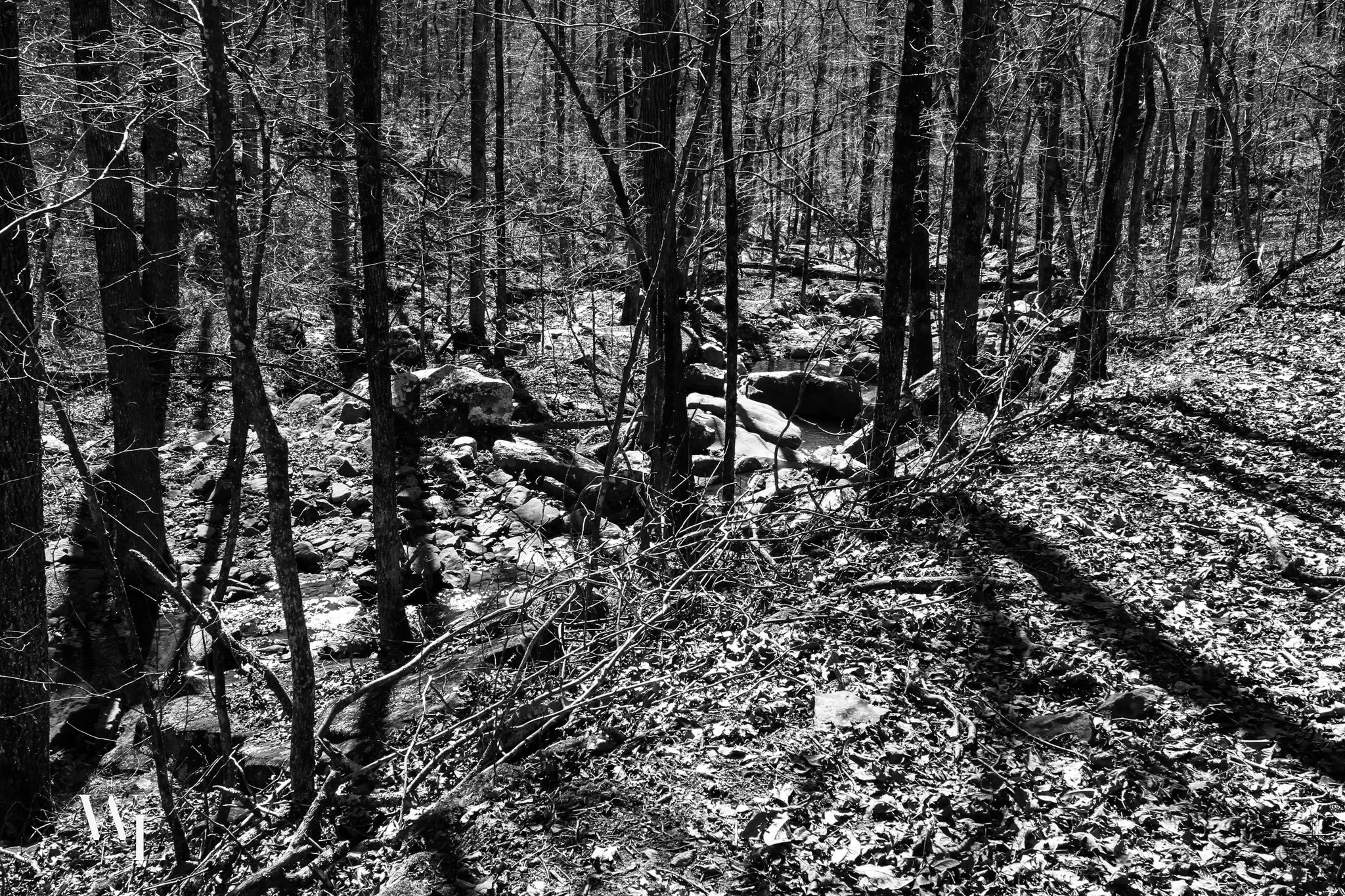 woods-3-2.jpg