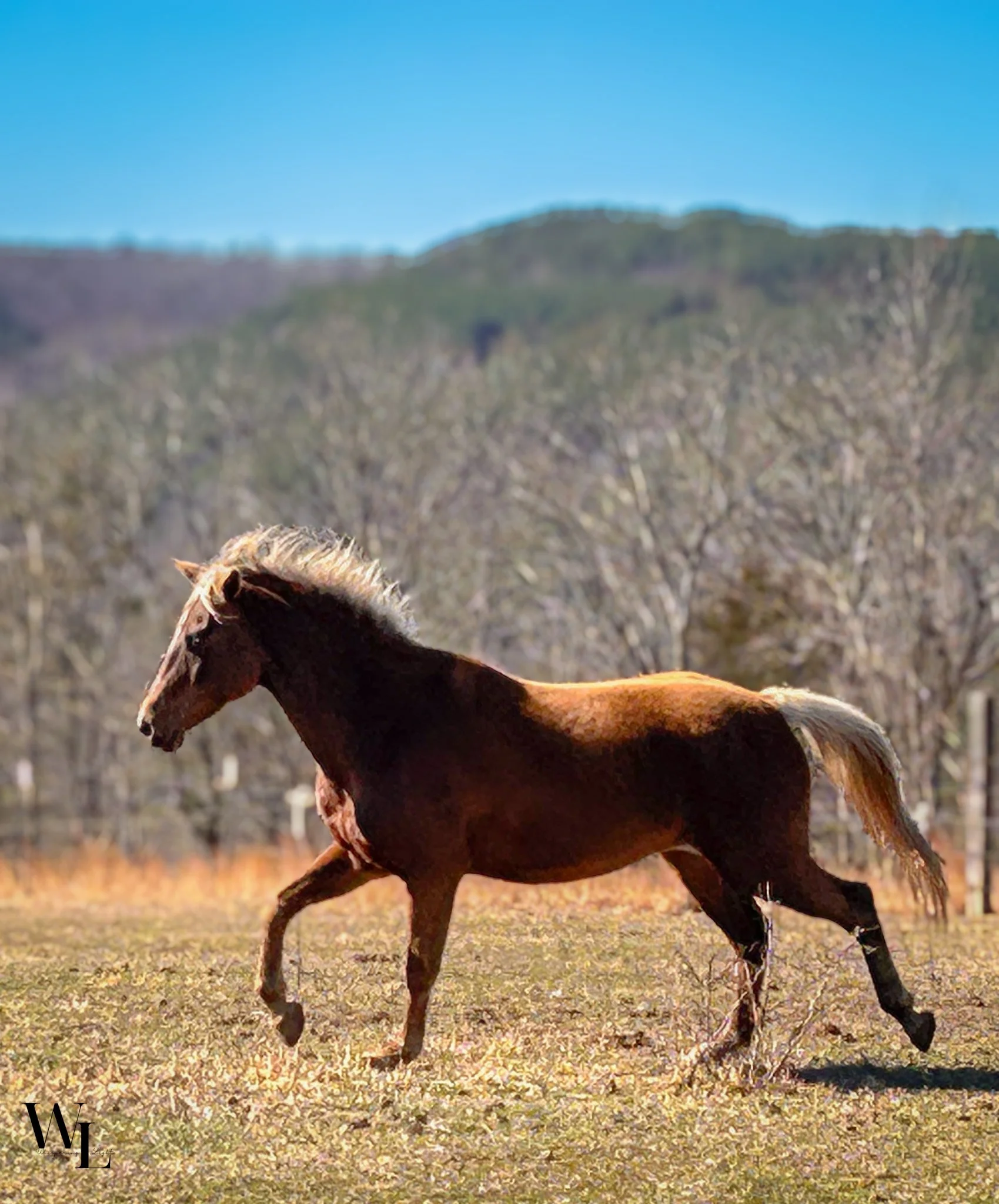 horse run.jpg