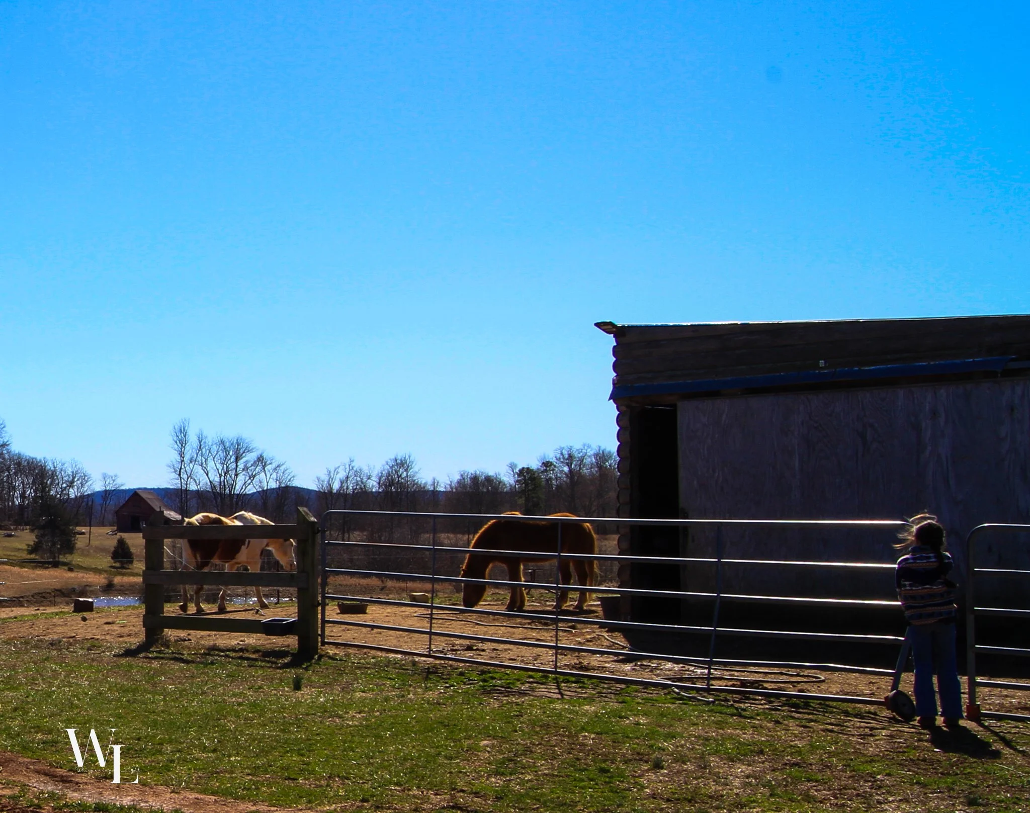 horses and barn-2.jpg