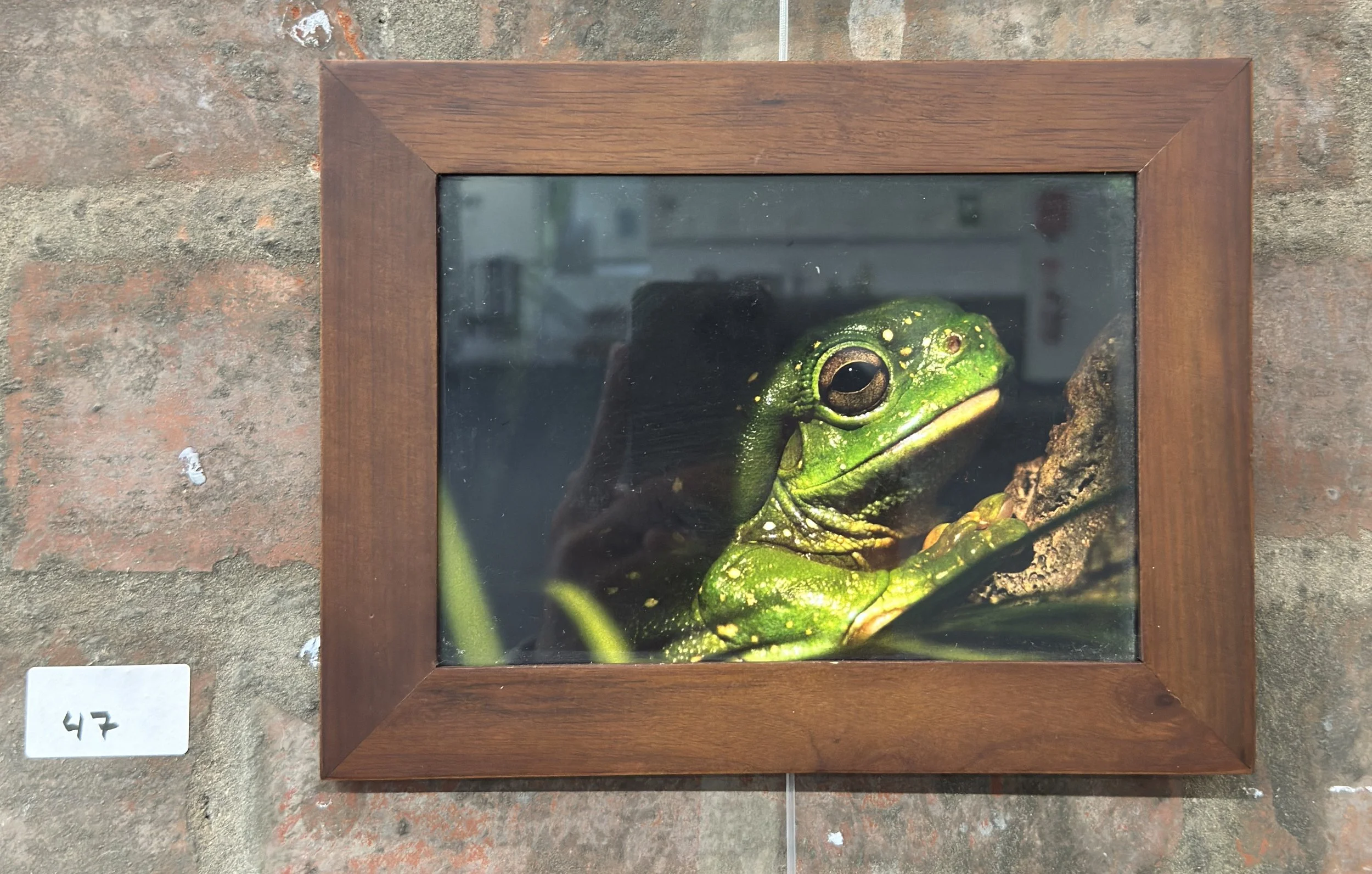 Frog