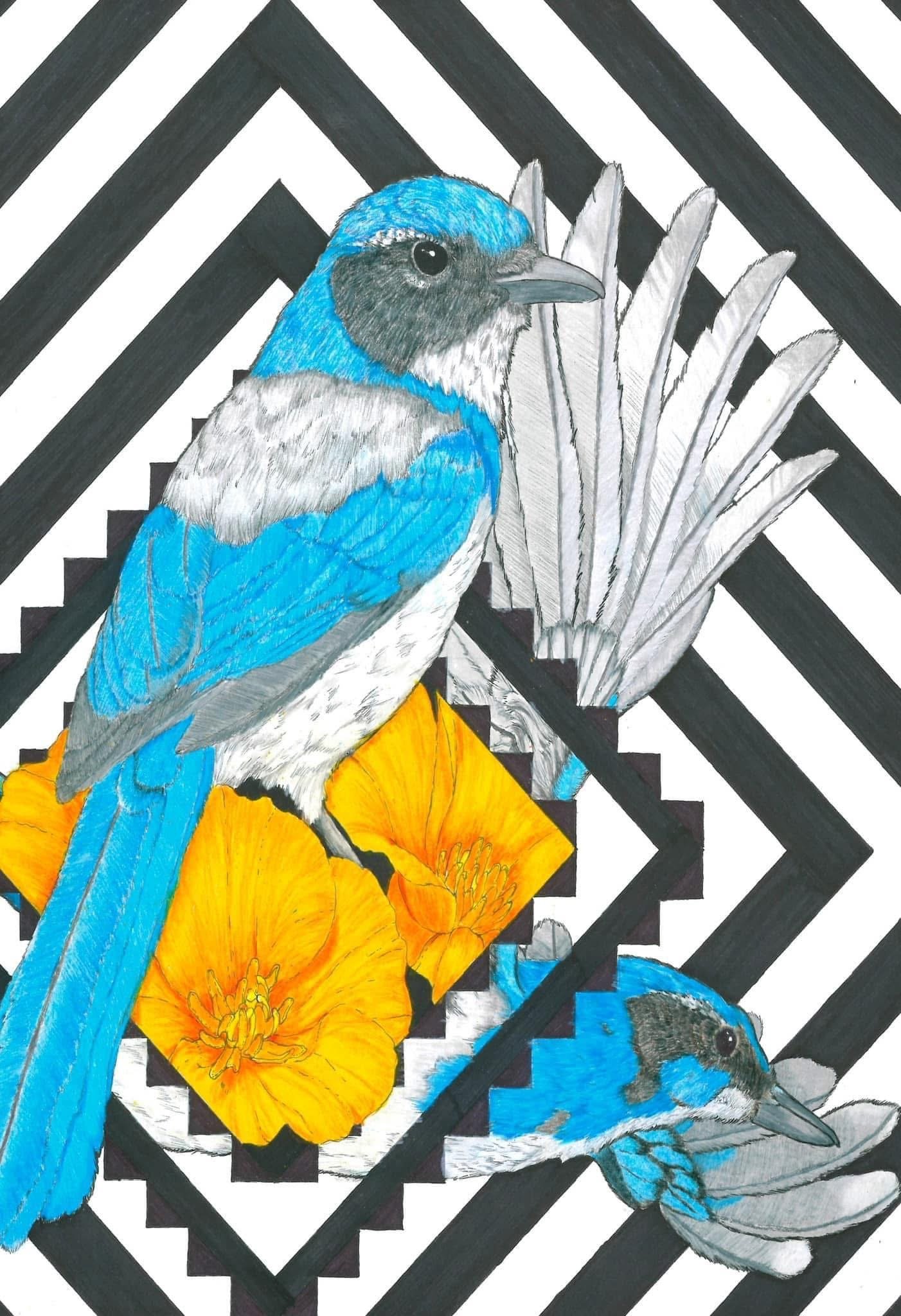 SCRUB JAY