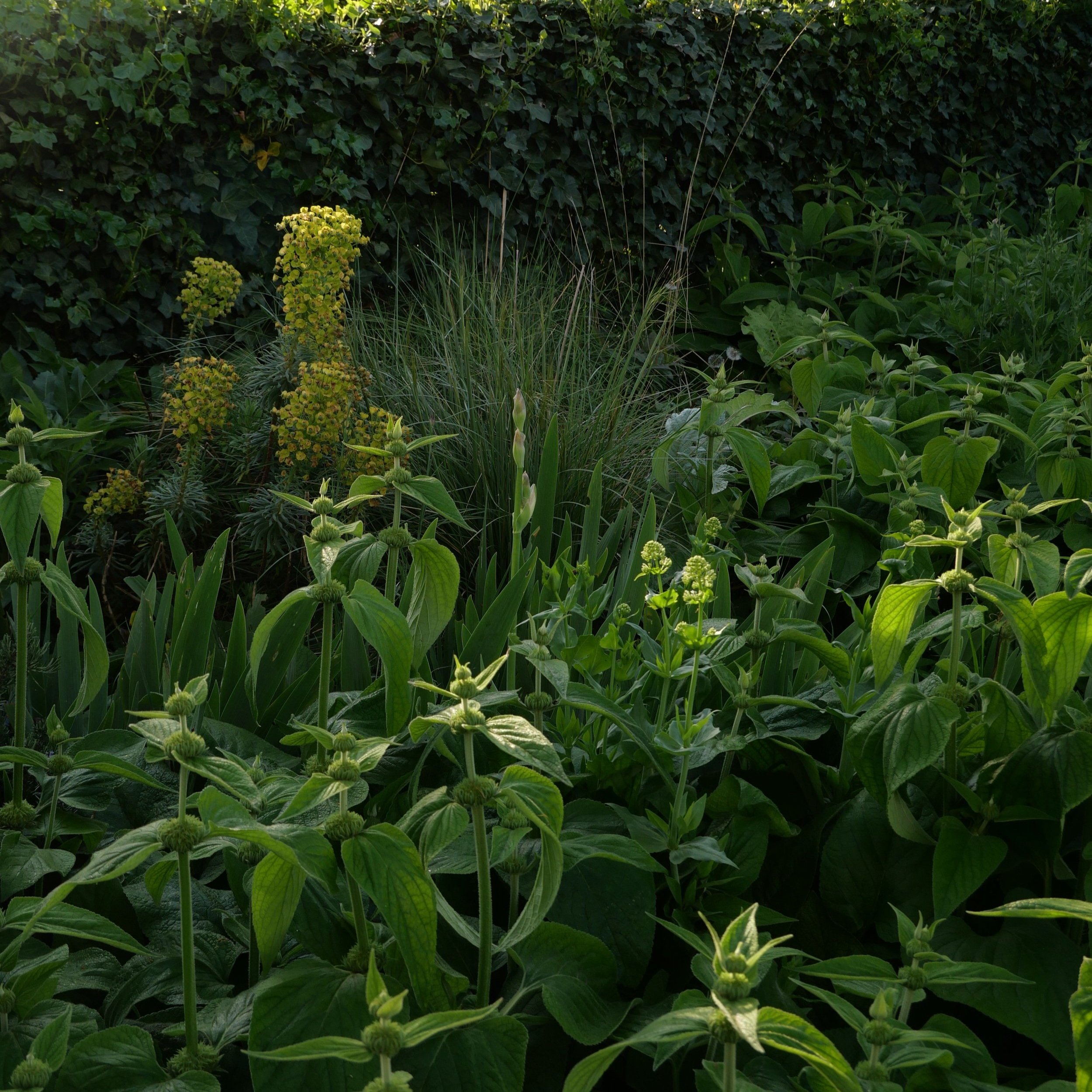 own garden