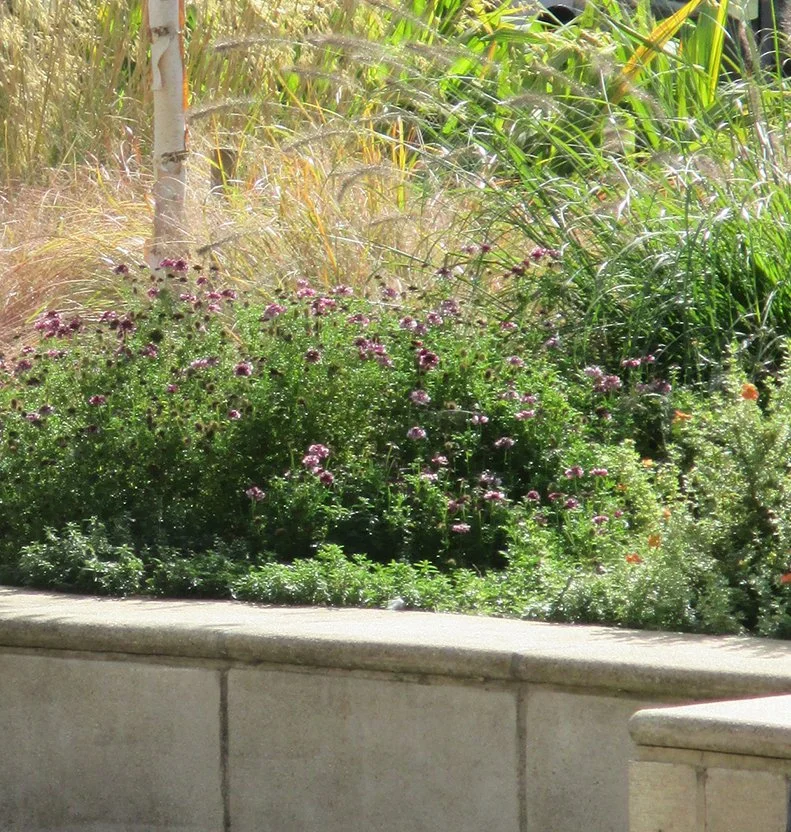 university campus