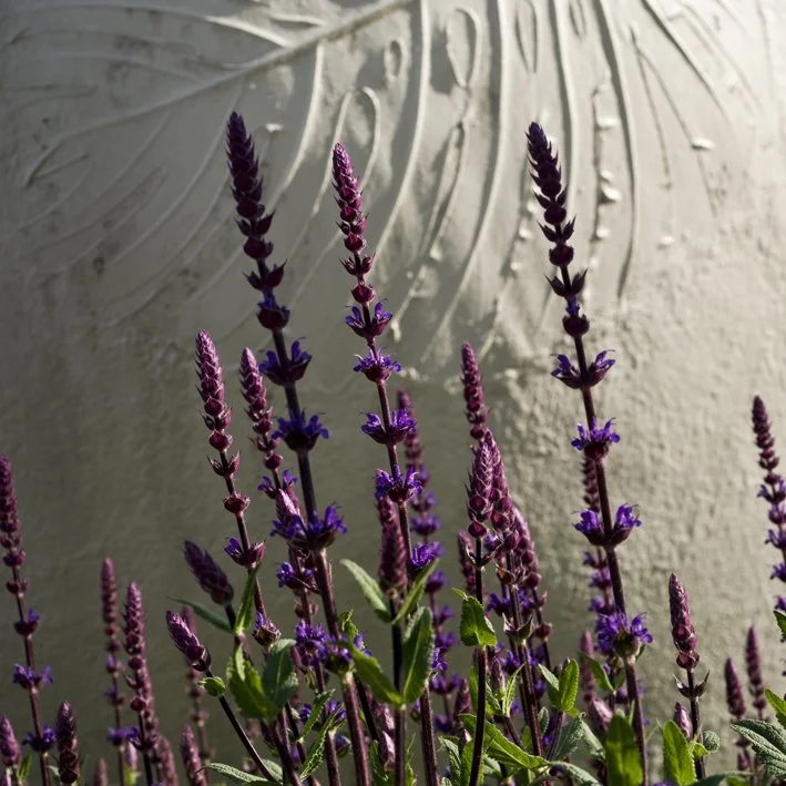 Flower shows