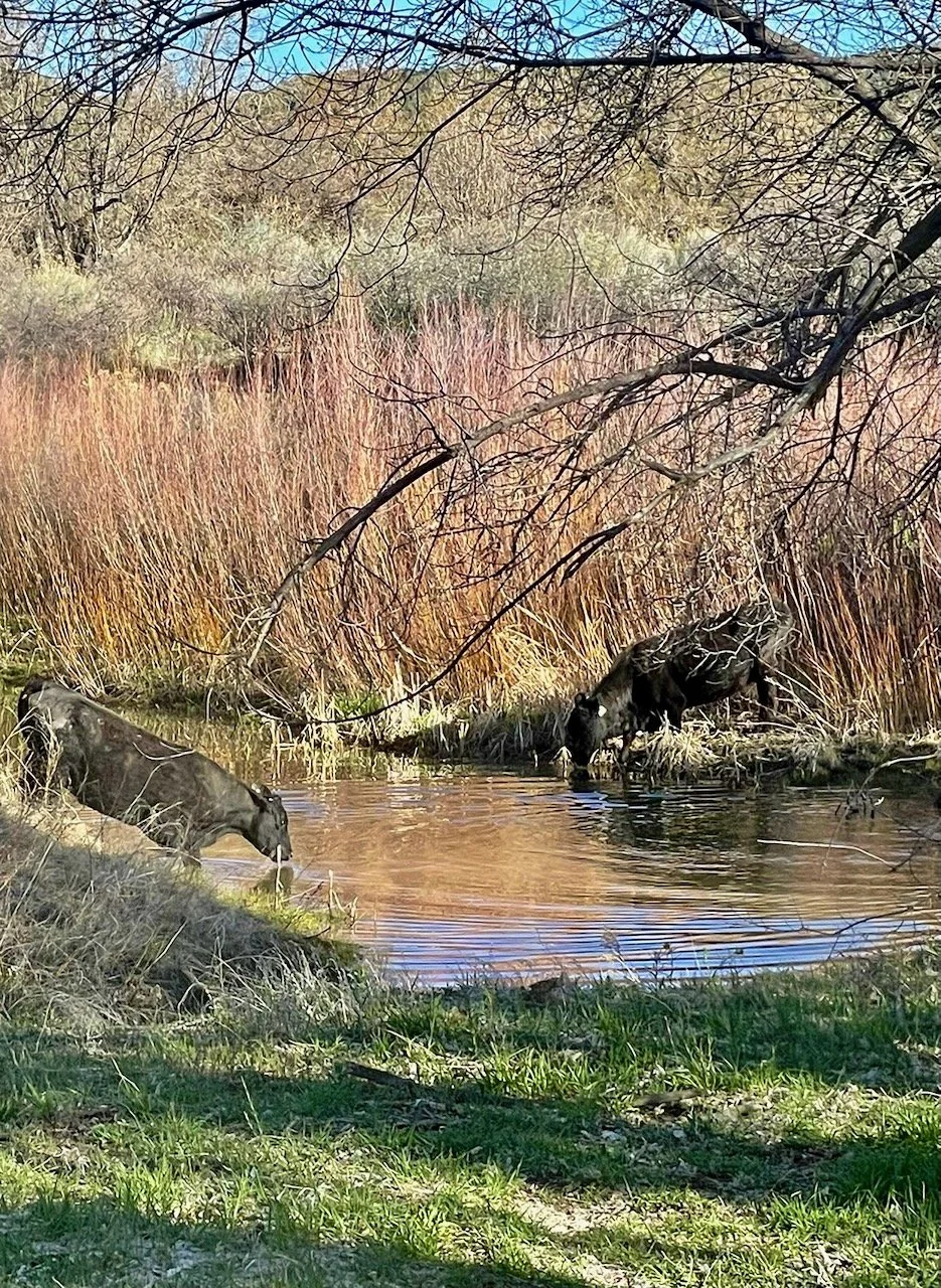 Photo of cows drinking from the creek