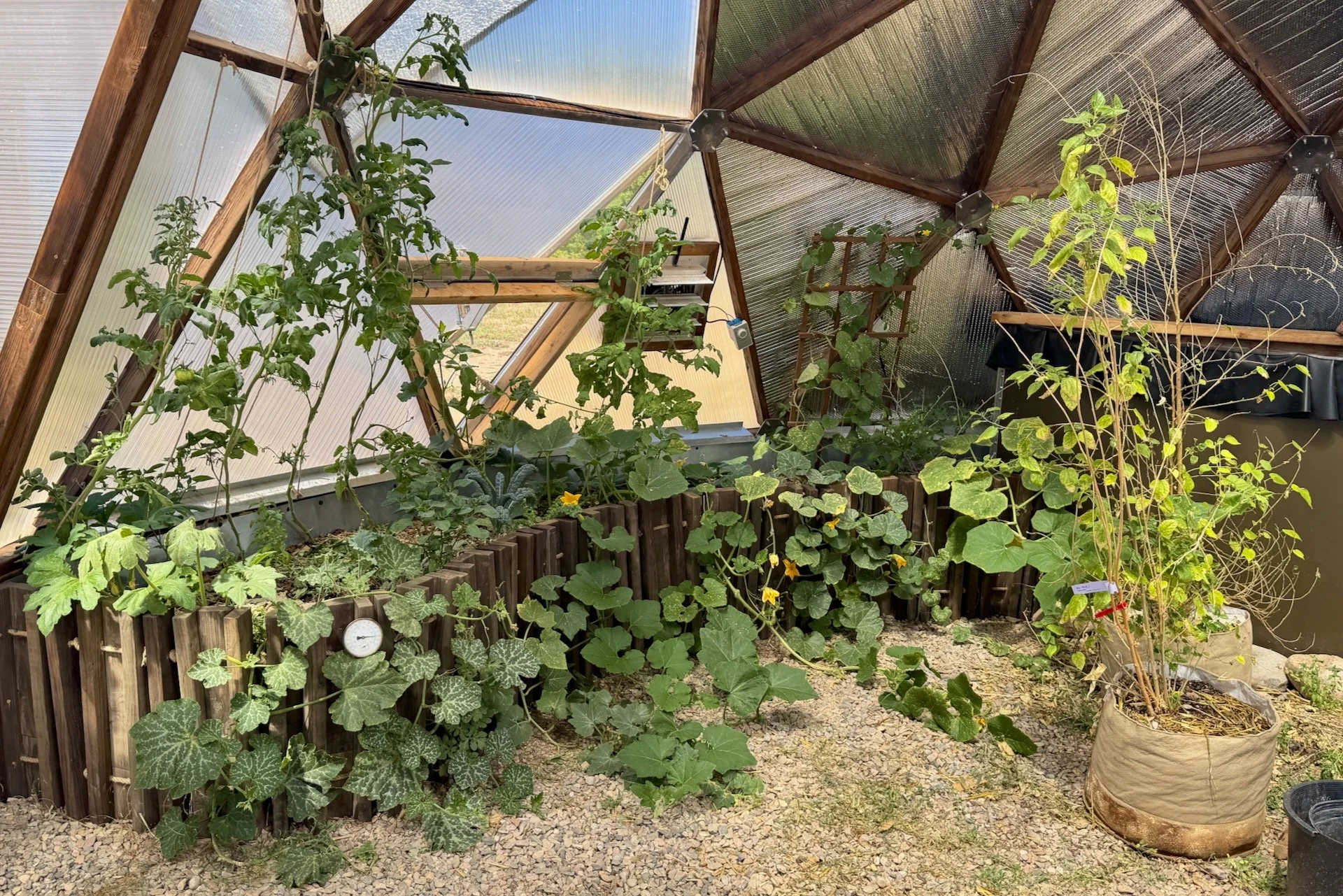 Thriving plants in greenhouse dome