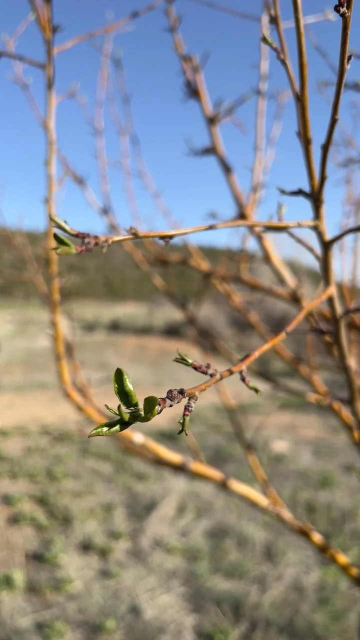 Photo of buds on our crabapple tree