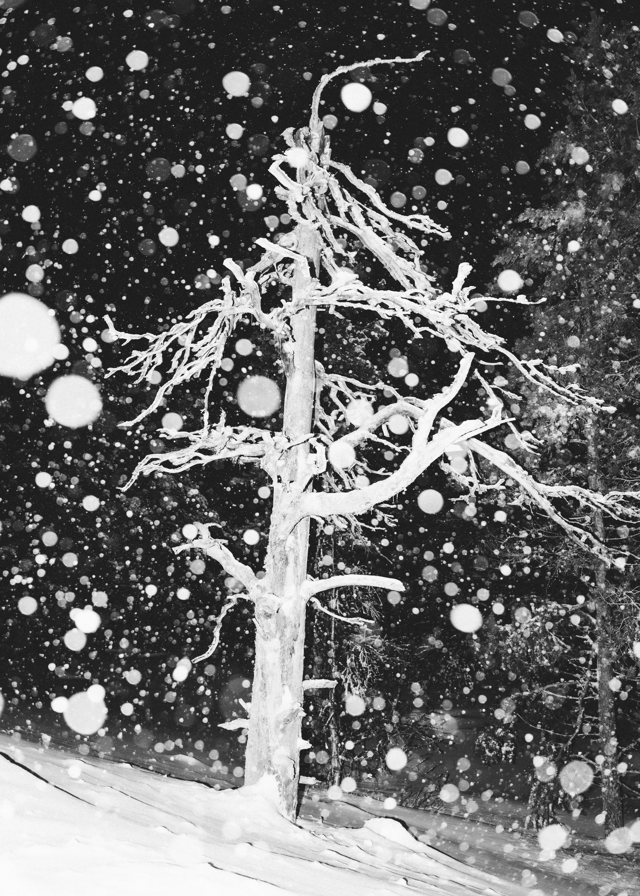 luontokuva puu lumihiutaleiden peitossa
