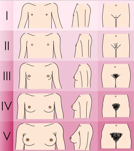 Illustration of the Tanner Scale
