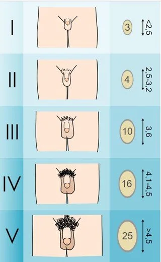 Illustration of the Tanner Scale