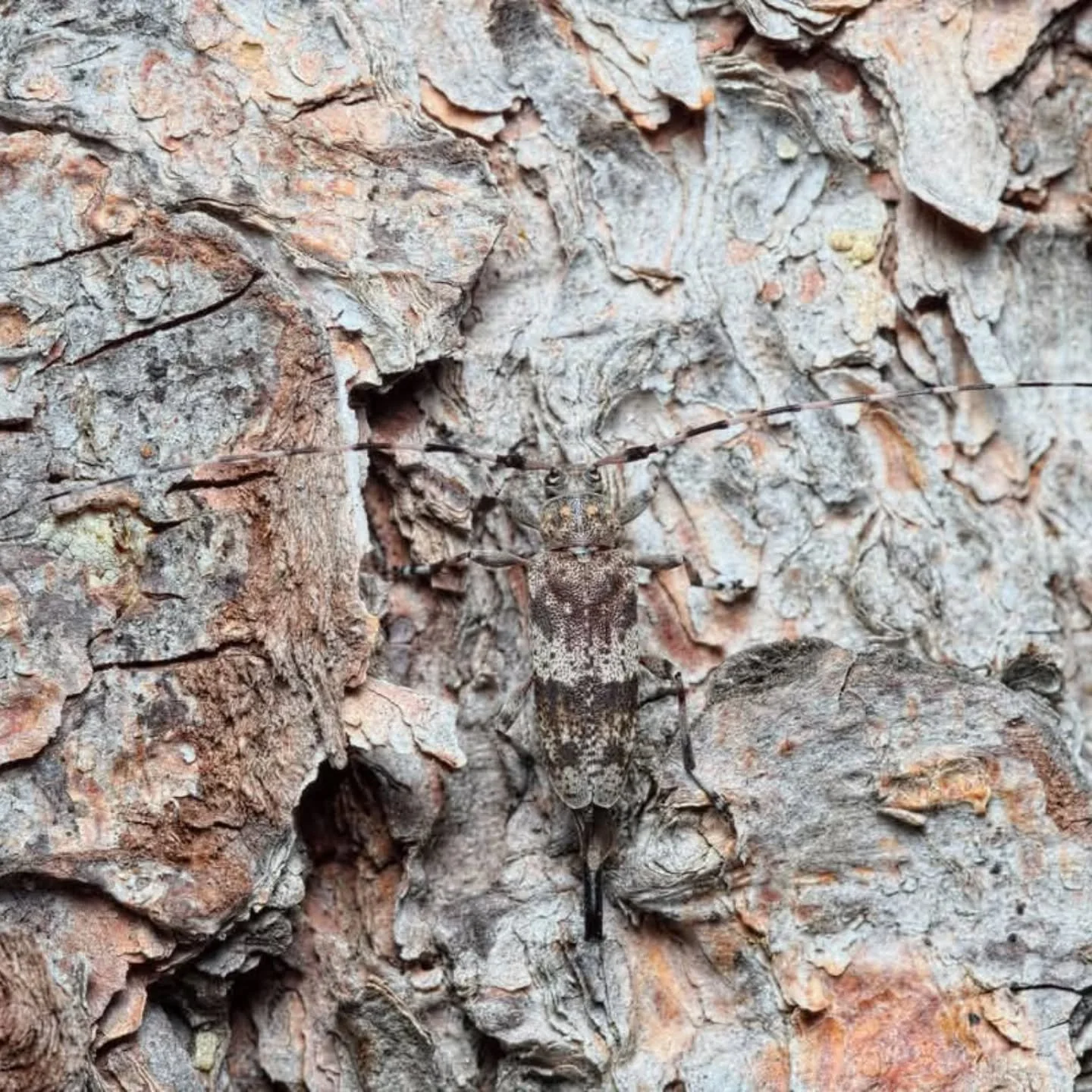 Concours interne ASPN 2024 :Th&egrave;me Invisible
1er prix Pierre Bornand
Femelle Acanthorius griseus.
Bon r&eacute;veillon &agrave; toutes et tous