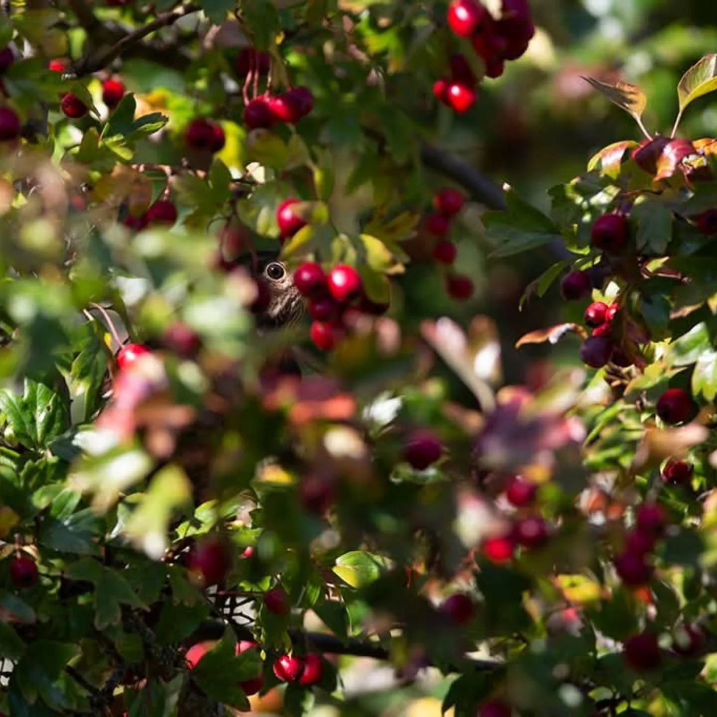 Concours interne ASPN 
Th&egrave;me : Invisible

2eme place avec 2 photos Gilbert Hayoz
Photo no 1 la merlette
"Merlette en toute discr&eacute;tion dans le feuillage"