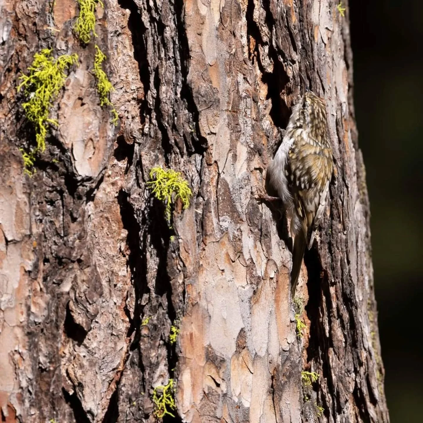Concours interne 2024 ASPN - th&egrave;me : Invisible
3eme prix Fran&ccedil;ois Rauss

"Ce grimpereau des bois accompagnait une compagnie de m&eacute;sanges. J'ai essay&eacute; de le photographier de profil sur fond sombre pour mieux le d&eacute