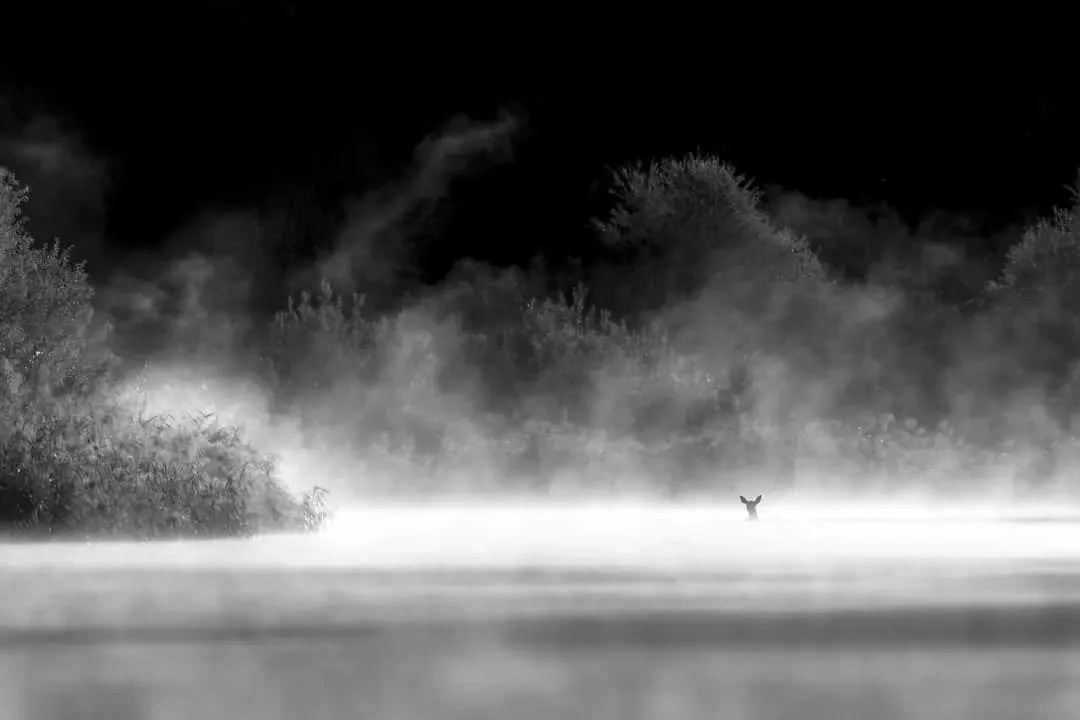 Concours interne ASPN 2023, th&egrave;me N&amp;B, 1er prix : 
Fran&ccedil;ois Rauss

Https://francoisrauss.smugmug.com/