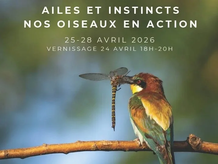 Expo Photo Les oiseaux en action - Challex (AIN) France