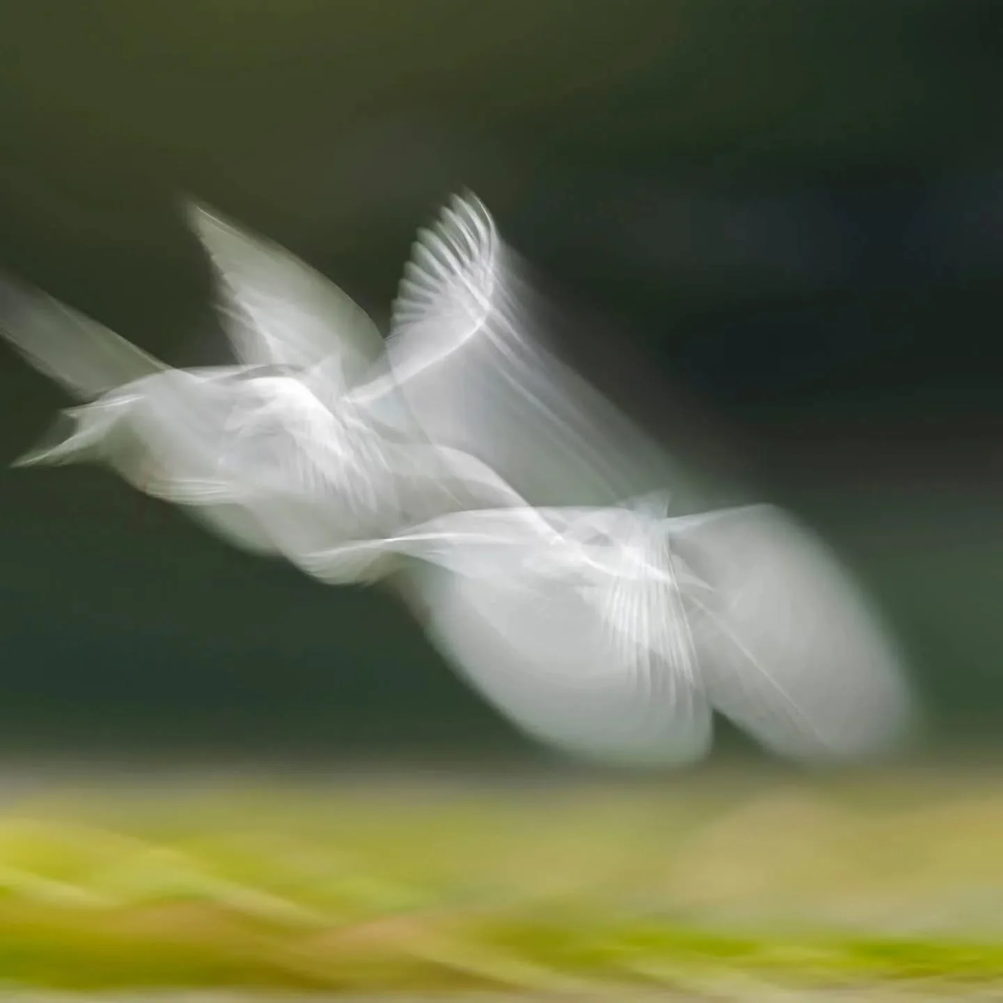 Concours interne ASPN
Th&egrave;me : flou
2eme place : la danseuse de Fran&ccedil;ois Rauss