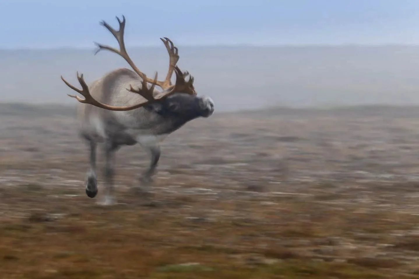 Concours interne de l'ASPN
Th&egrave;me : flou
A la 3eme place, Bertrand Cherpillod avec "Caribou"
"Cette image, prise durant la p&eacute;riode du rut sur l'&icirc;le  de Terre-Neuve, avait pour but de mettre en &eacute;vidence la d&ea