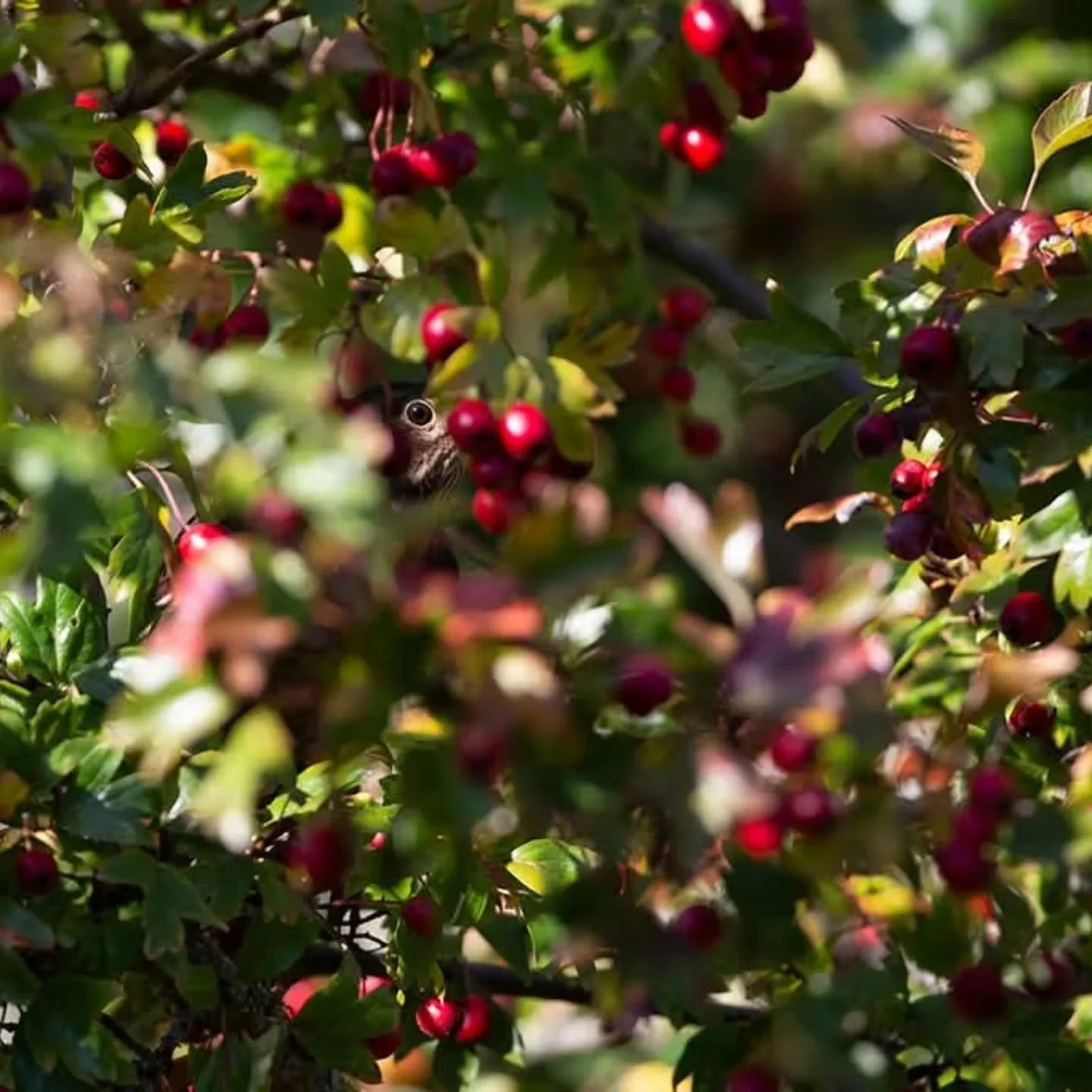 Concours interne ASPN 
Th&egrave;me : Invisible

2eme place avec 2 photos Gilbert Hayoz
Photo no 1 la merlette
"Merlette en toute discr&eacute;tion dans le feuillage"
