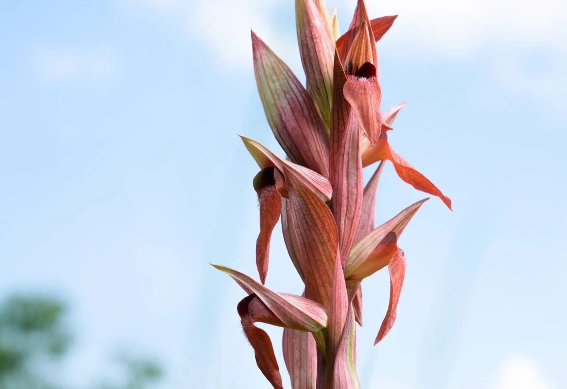 Exposition artistique - Orchidées sauvages de Suisse - Dimitri Känel (copie)