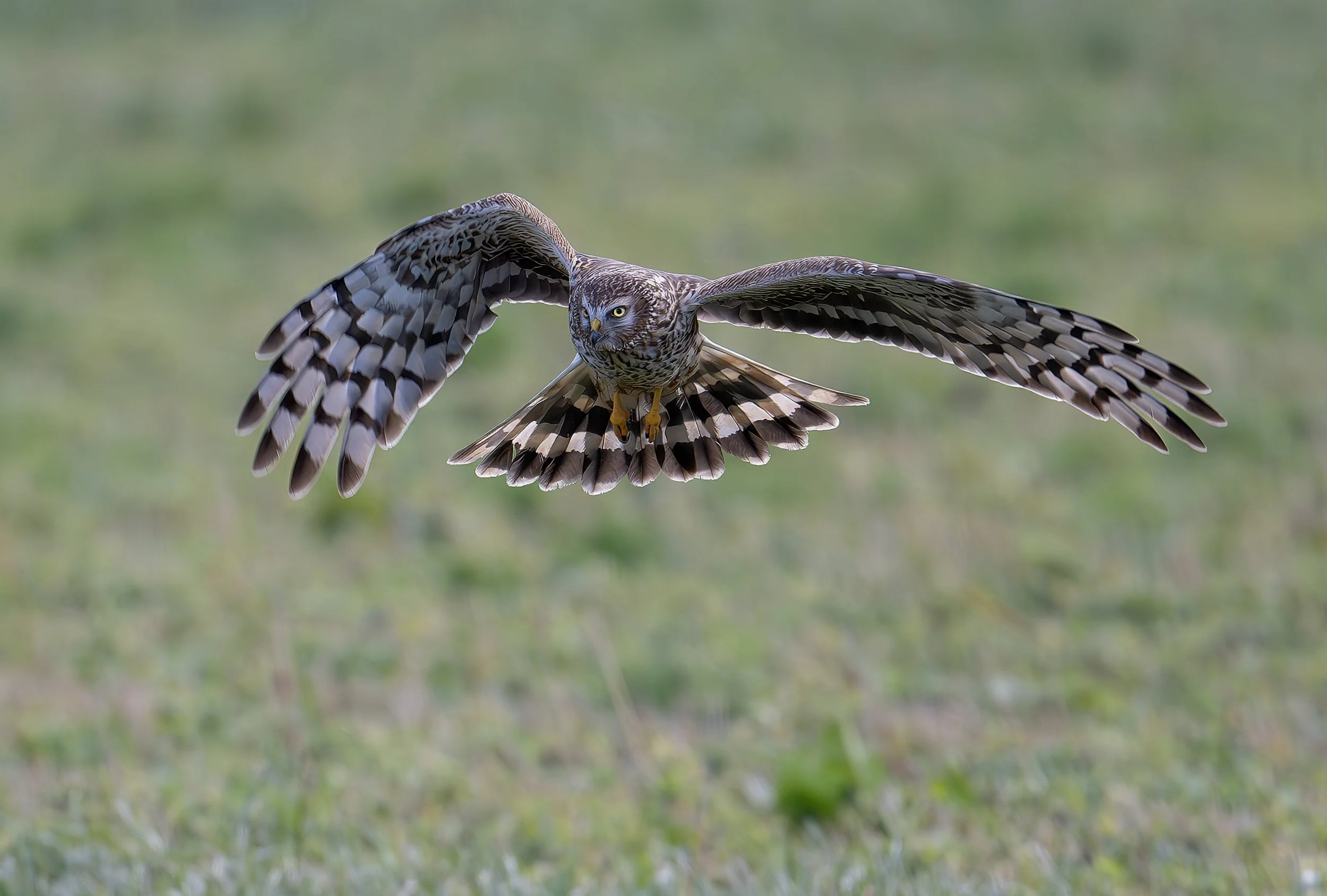 01 janvier J-B DSC_4423 .JPG