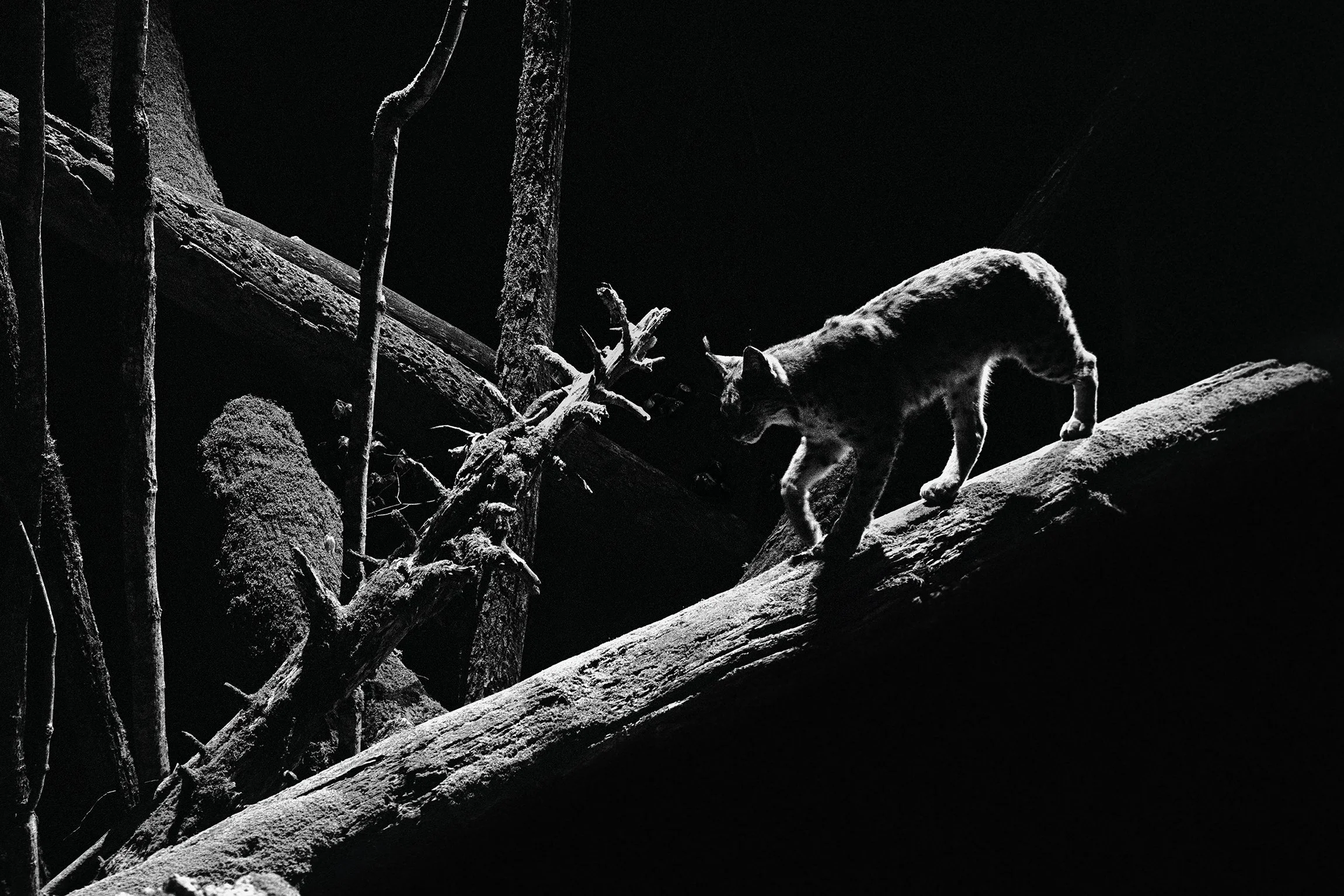 lynx_ jacques_ioset-4.jpg