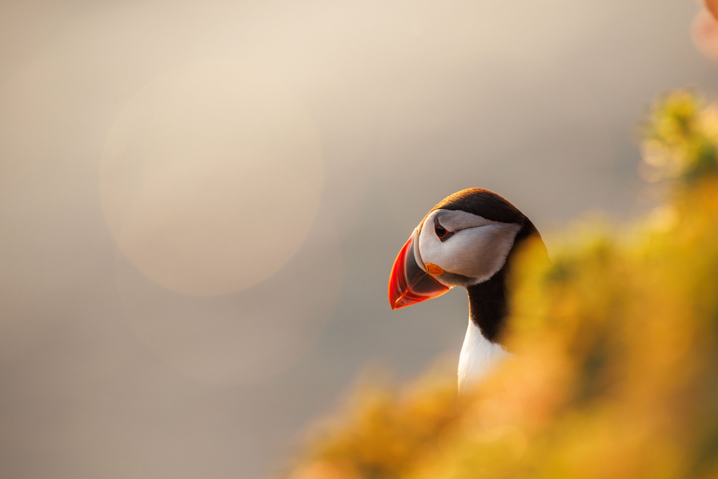 Puffin_3.jpg