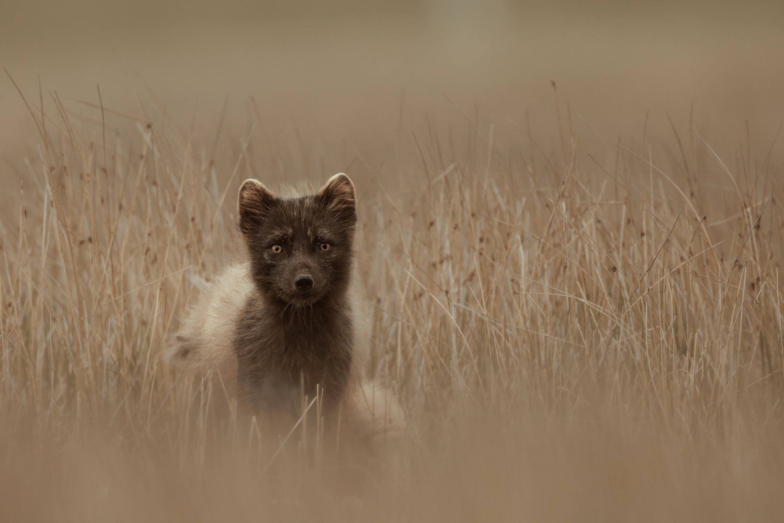 Artic-Fox_2.jpg