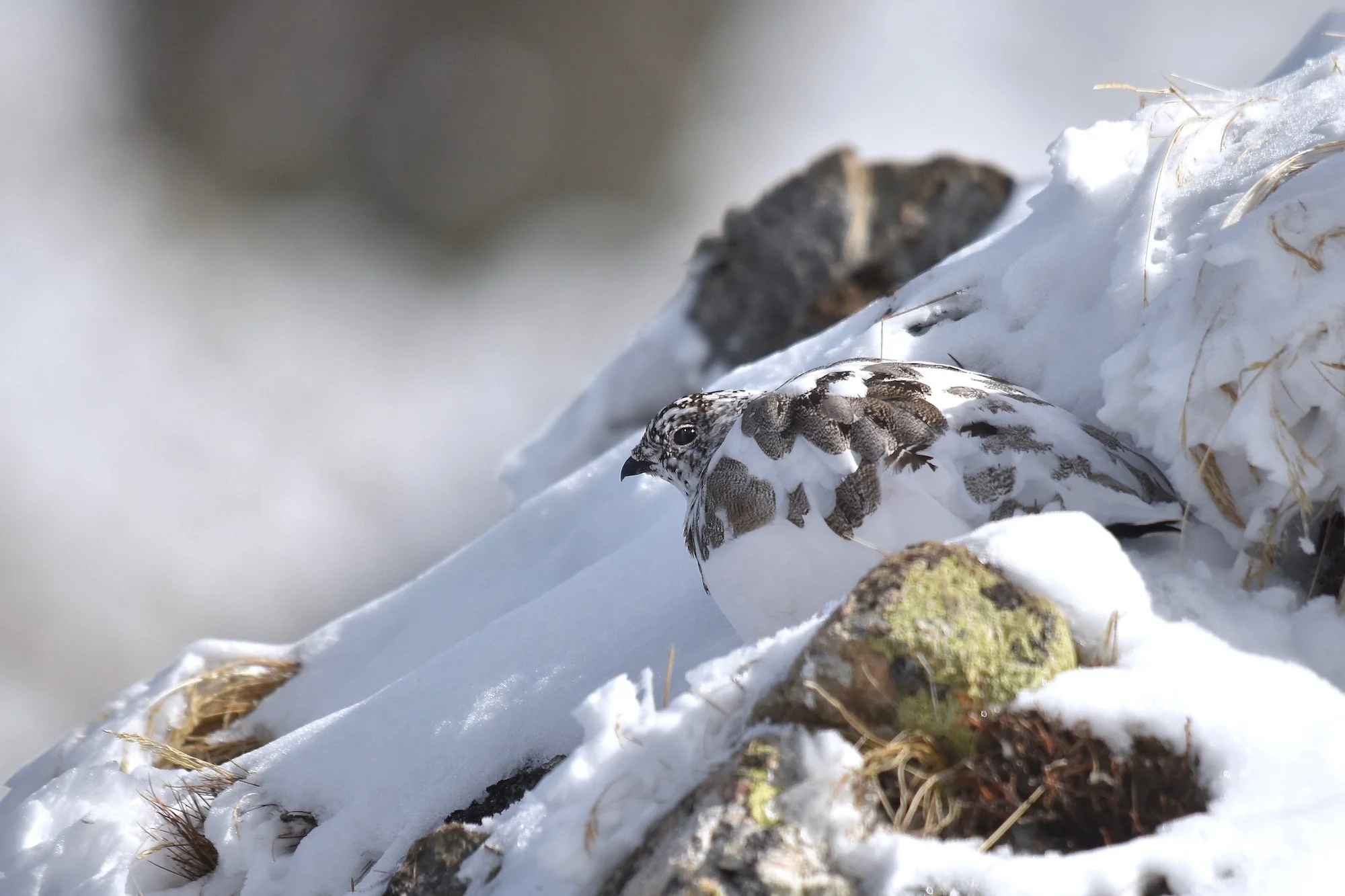 Lagopède alpin 4.jpg