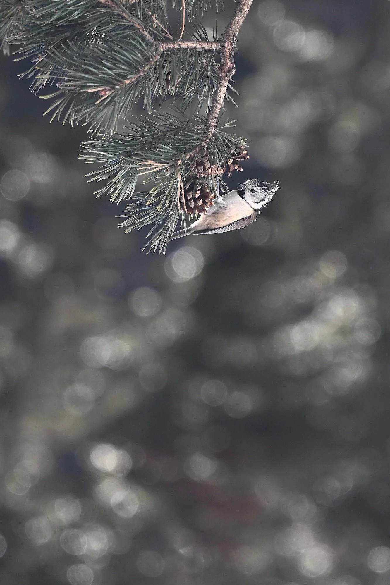 Mésange huppée.jpg