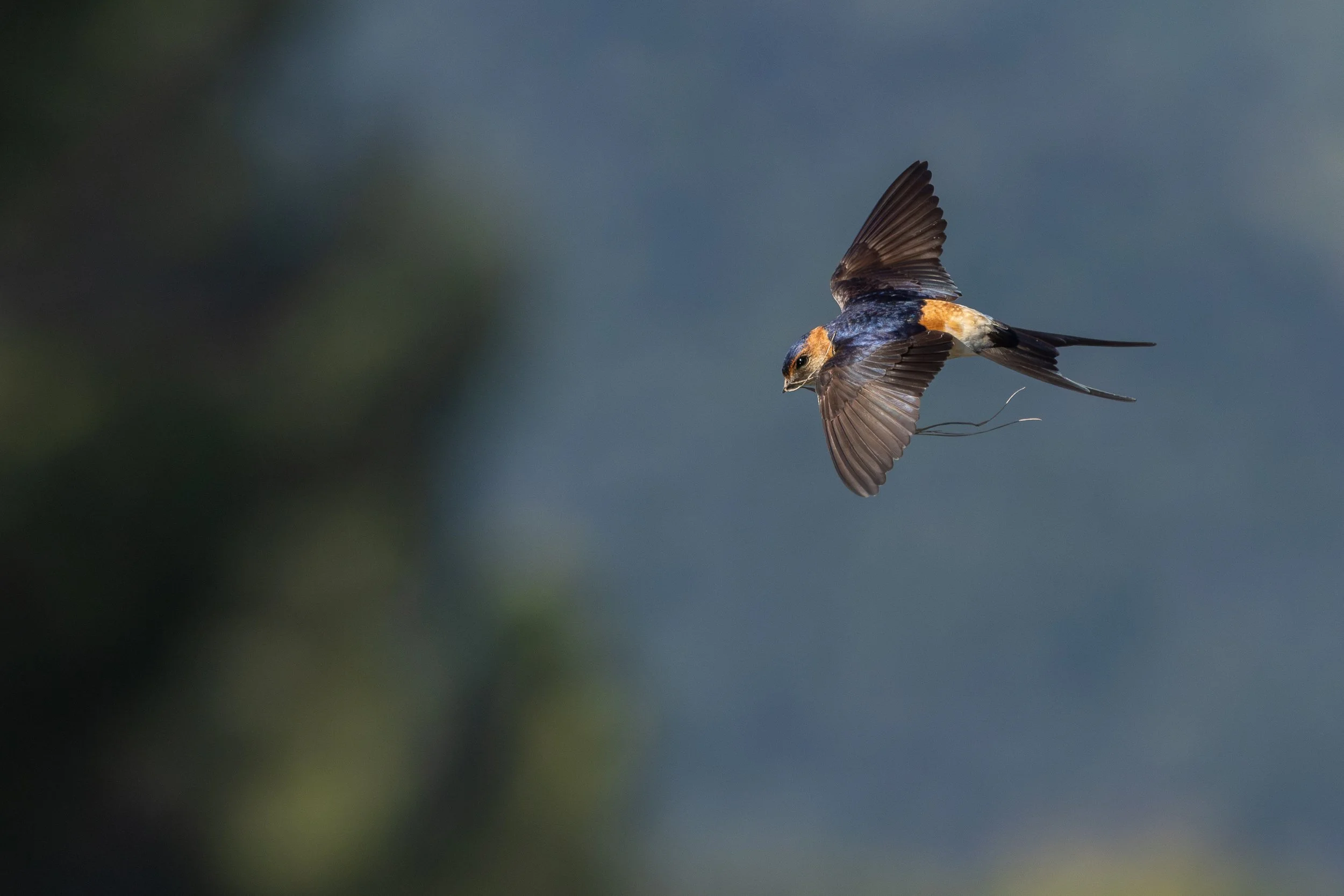 08_AK_Hirondelle_rousseline.jpg