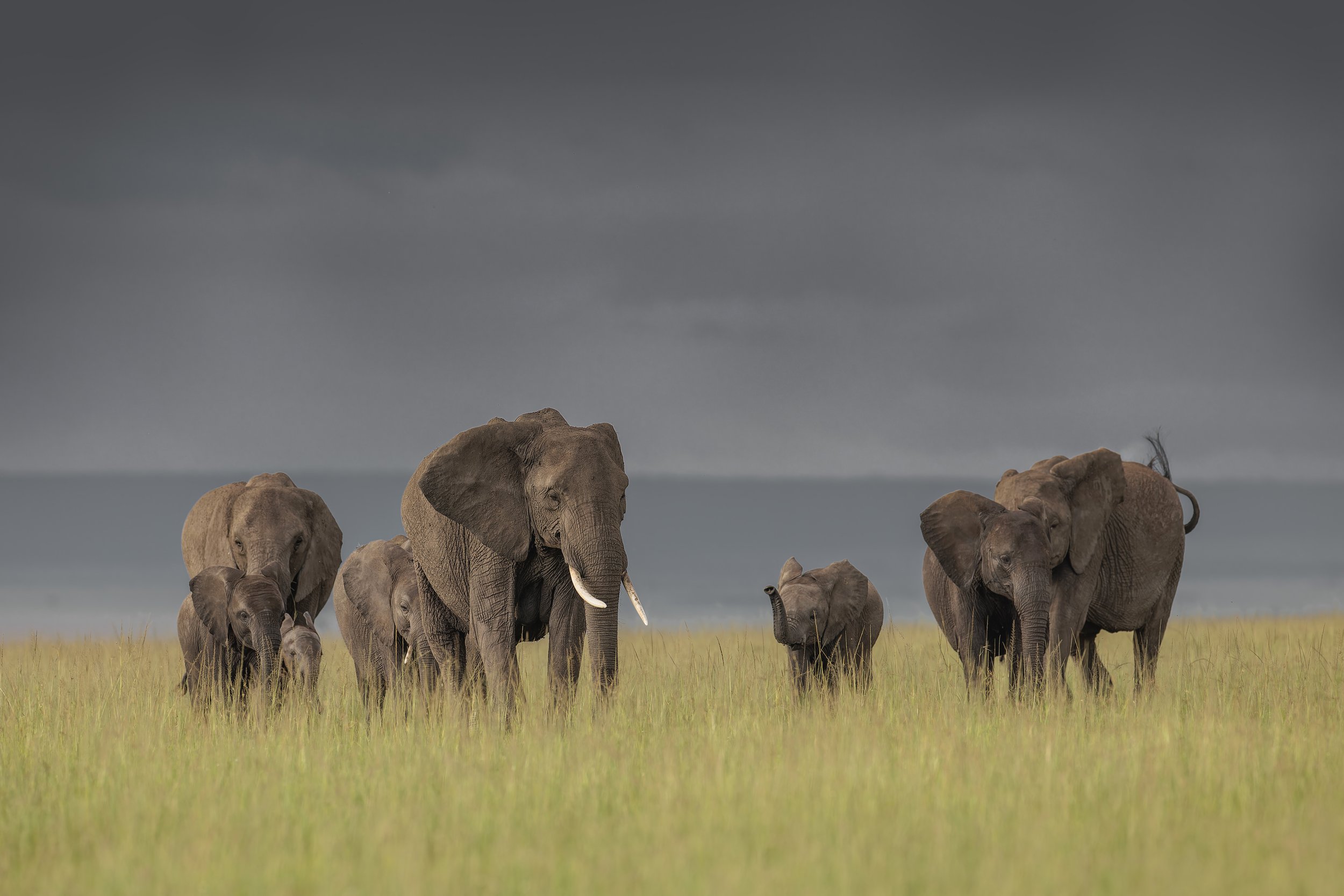 Elephants.jpg