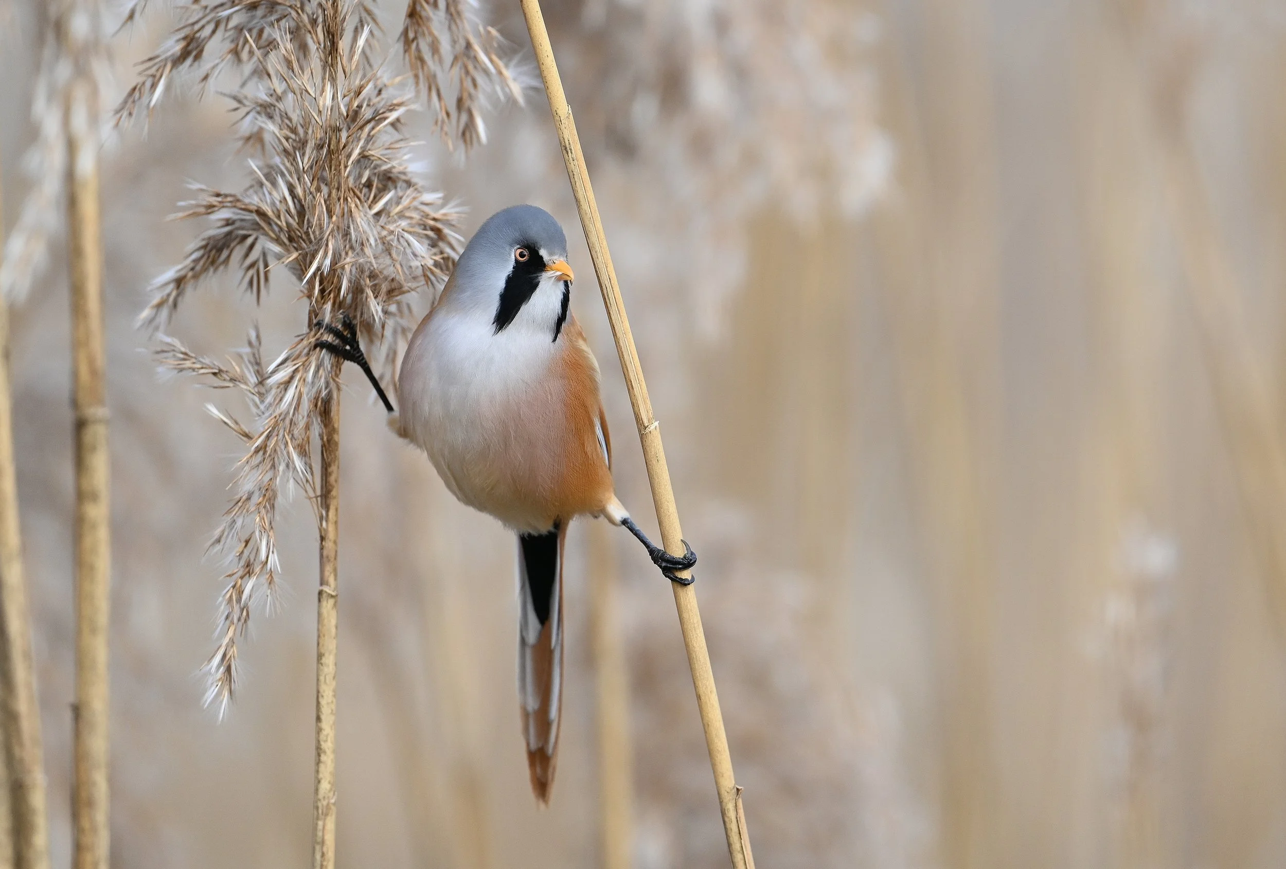 DSC_5842 - Copie_01.JPG