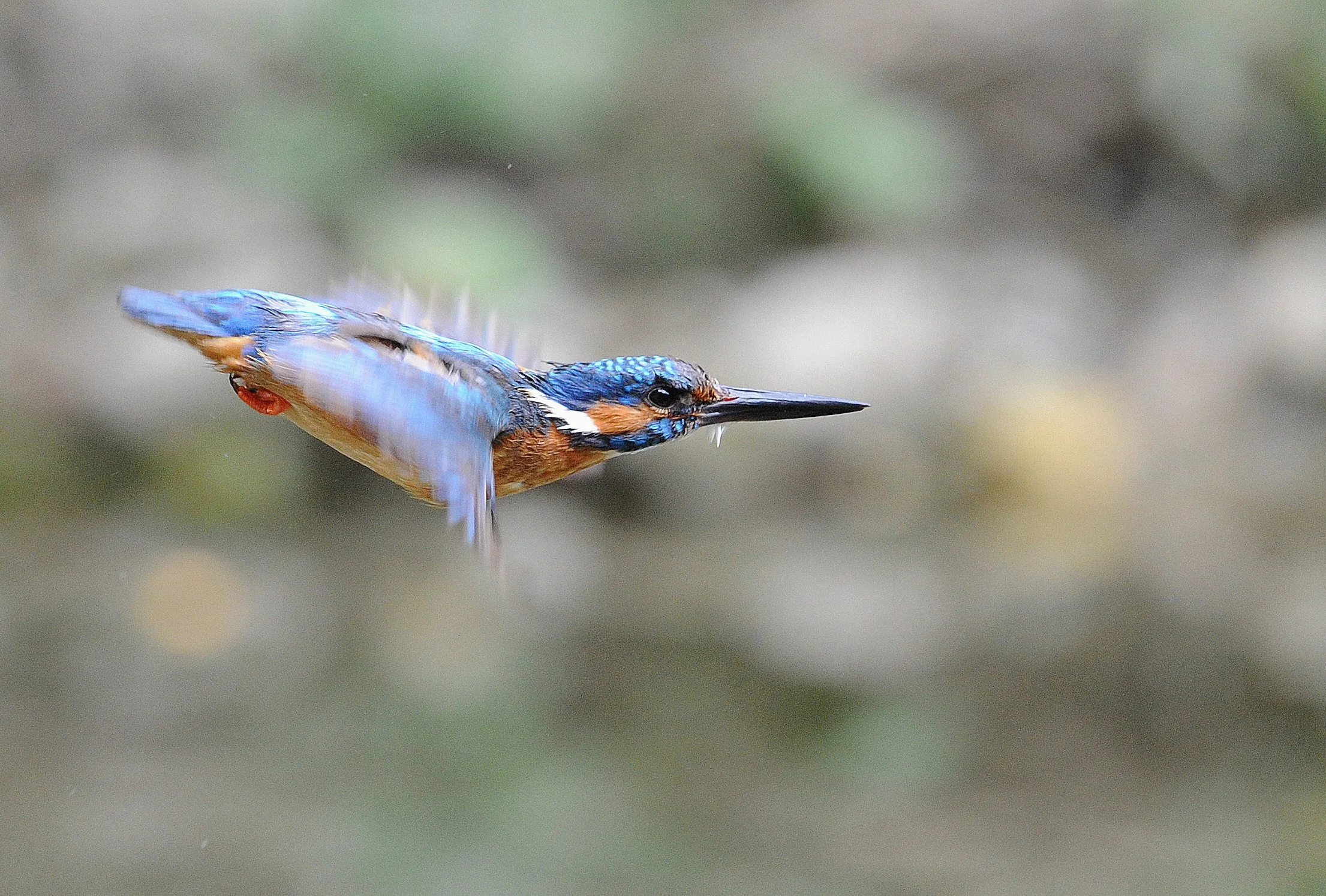 07 juillet bis _01.JPG