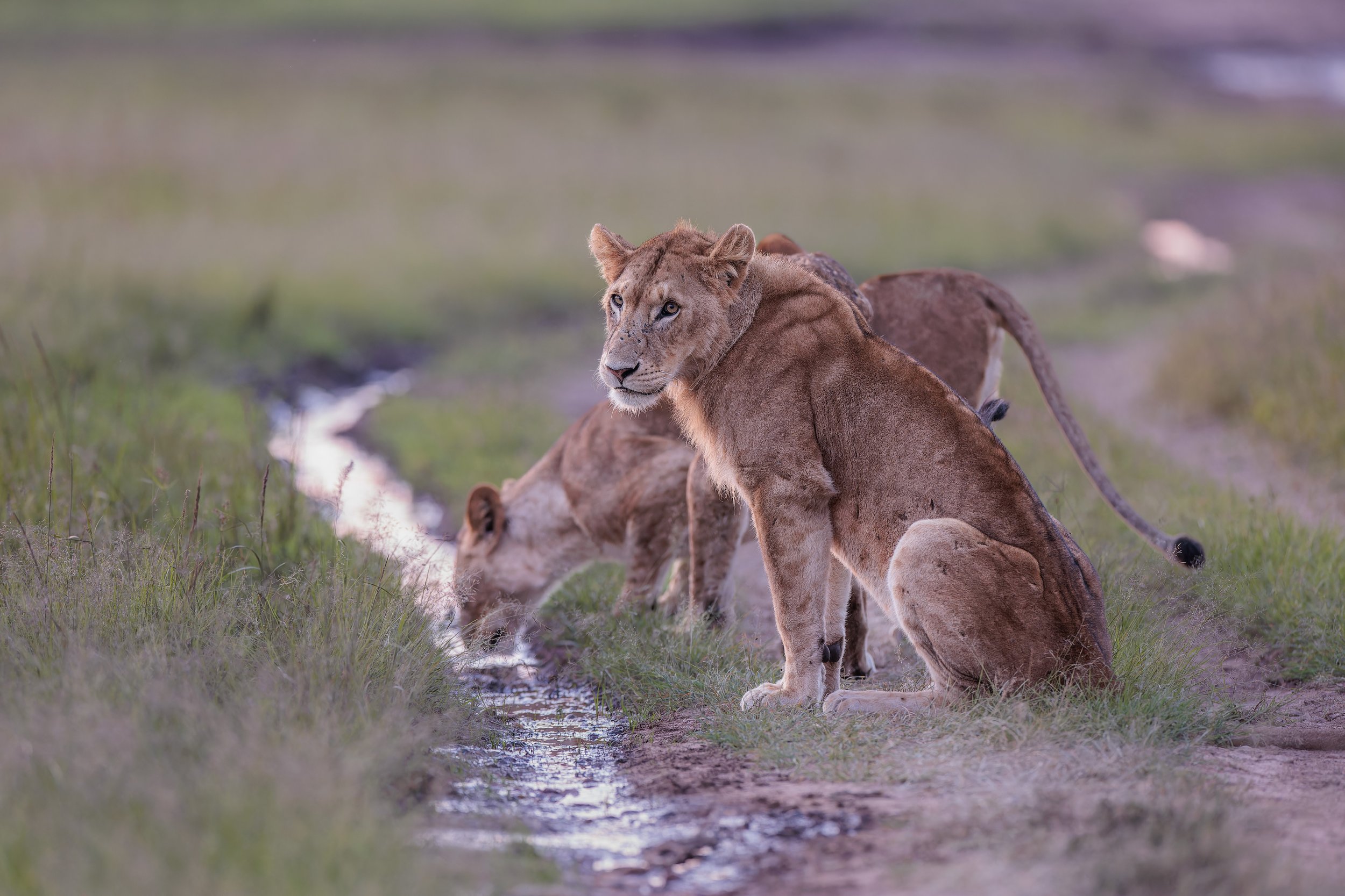 Lion-4.jpg