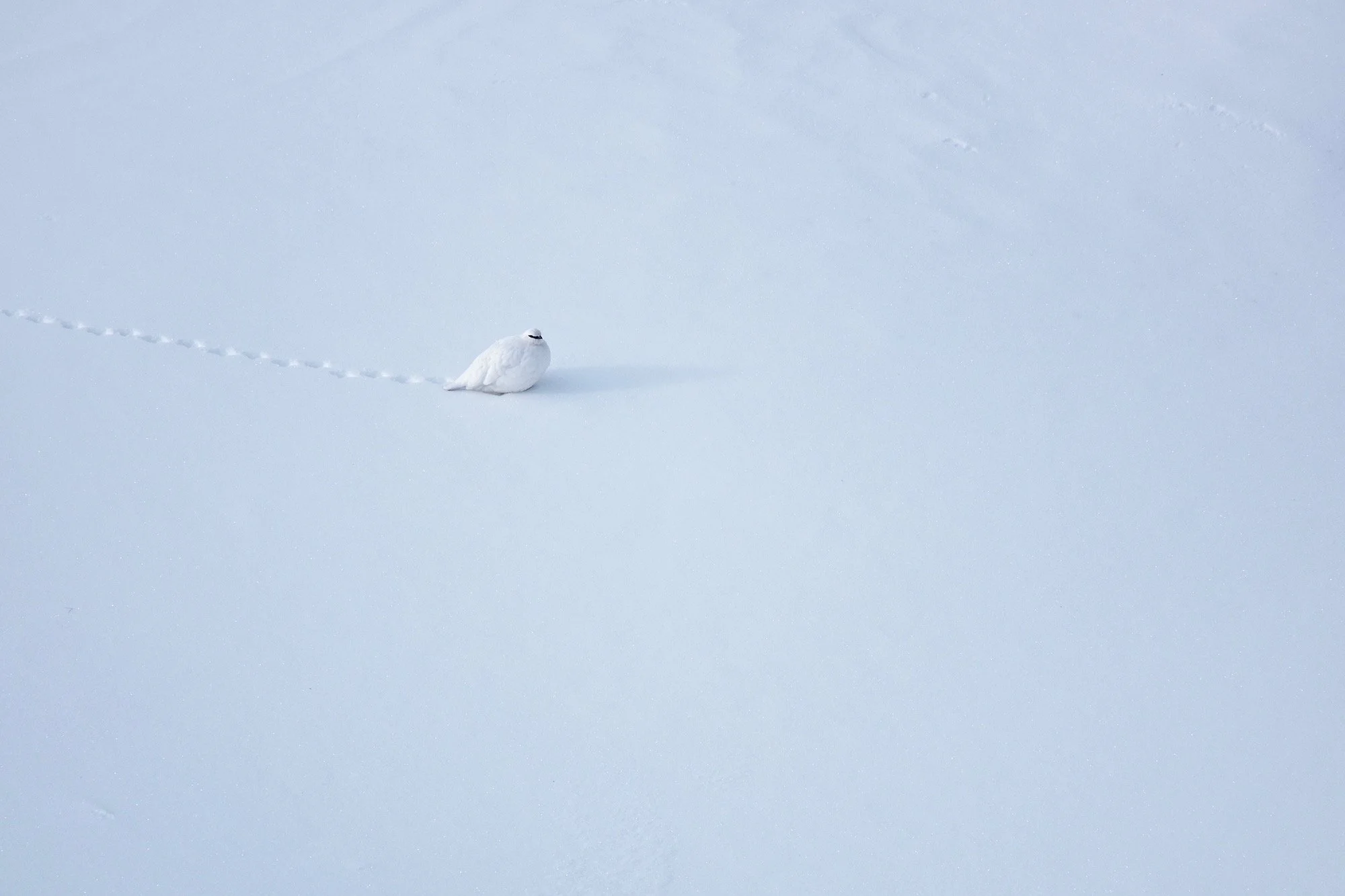 Lagopède alpin 3.jpg