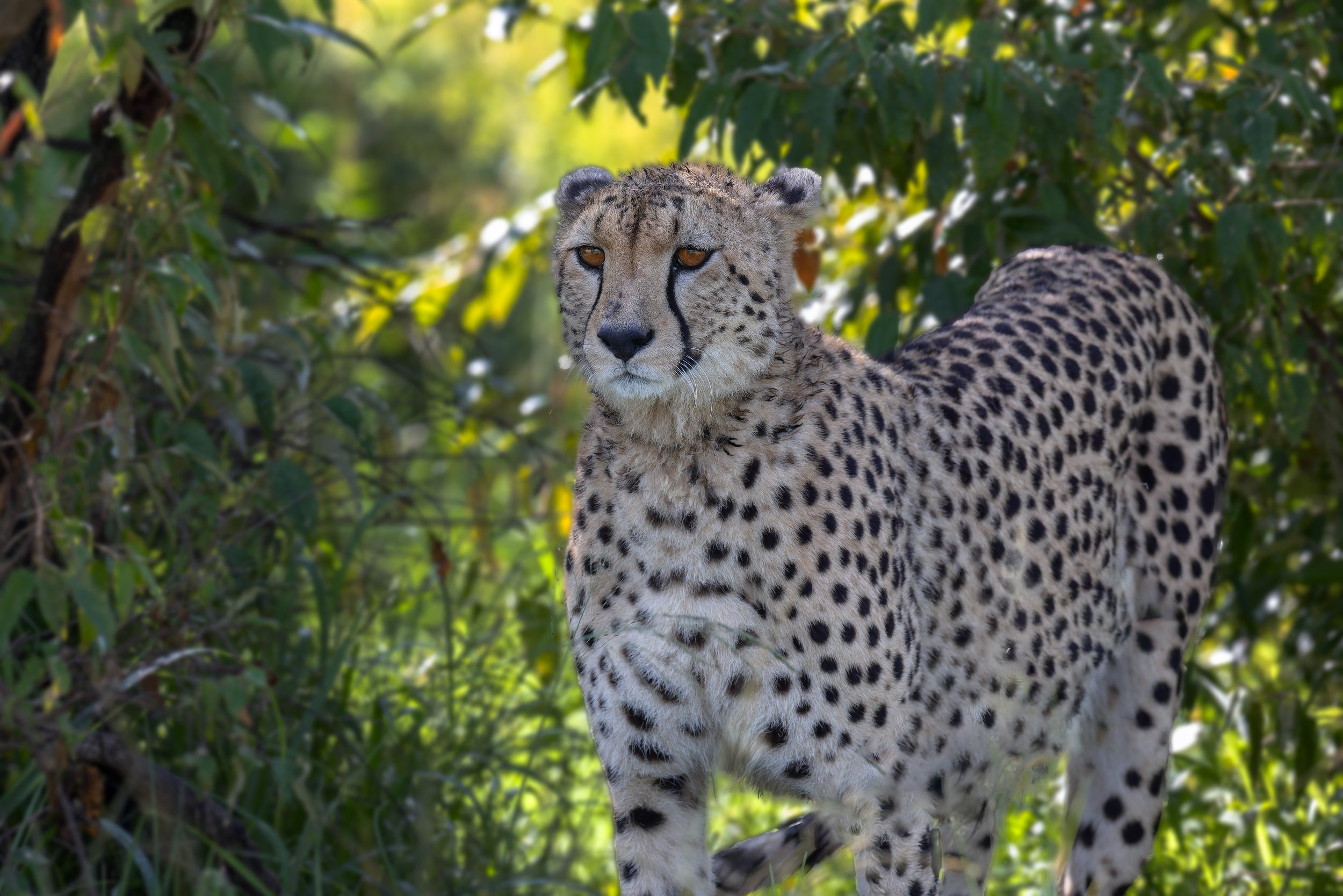 Guepard-2.jpg