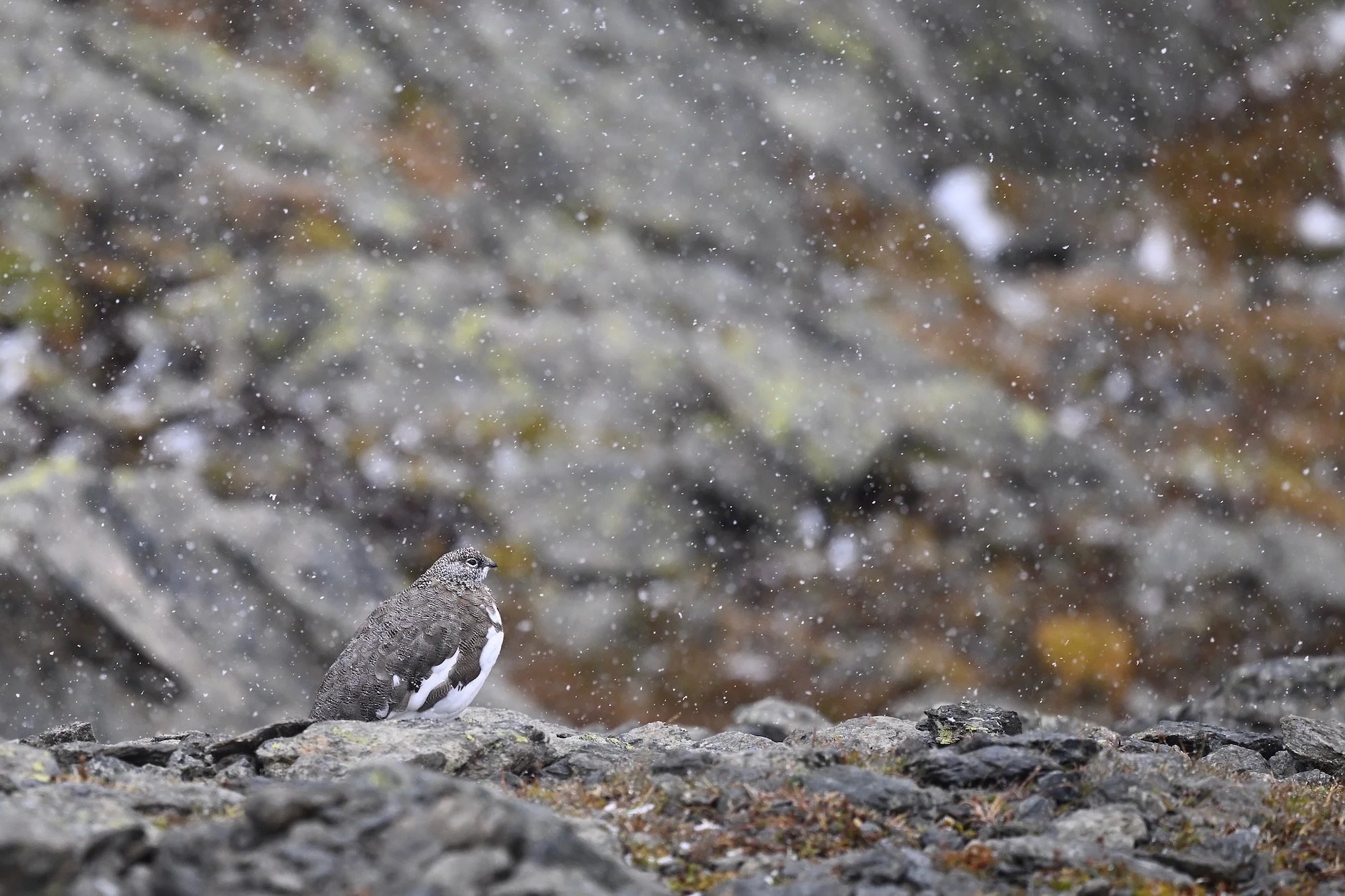 Lagopède alpin 2.jpg