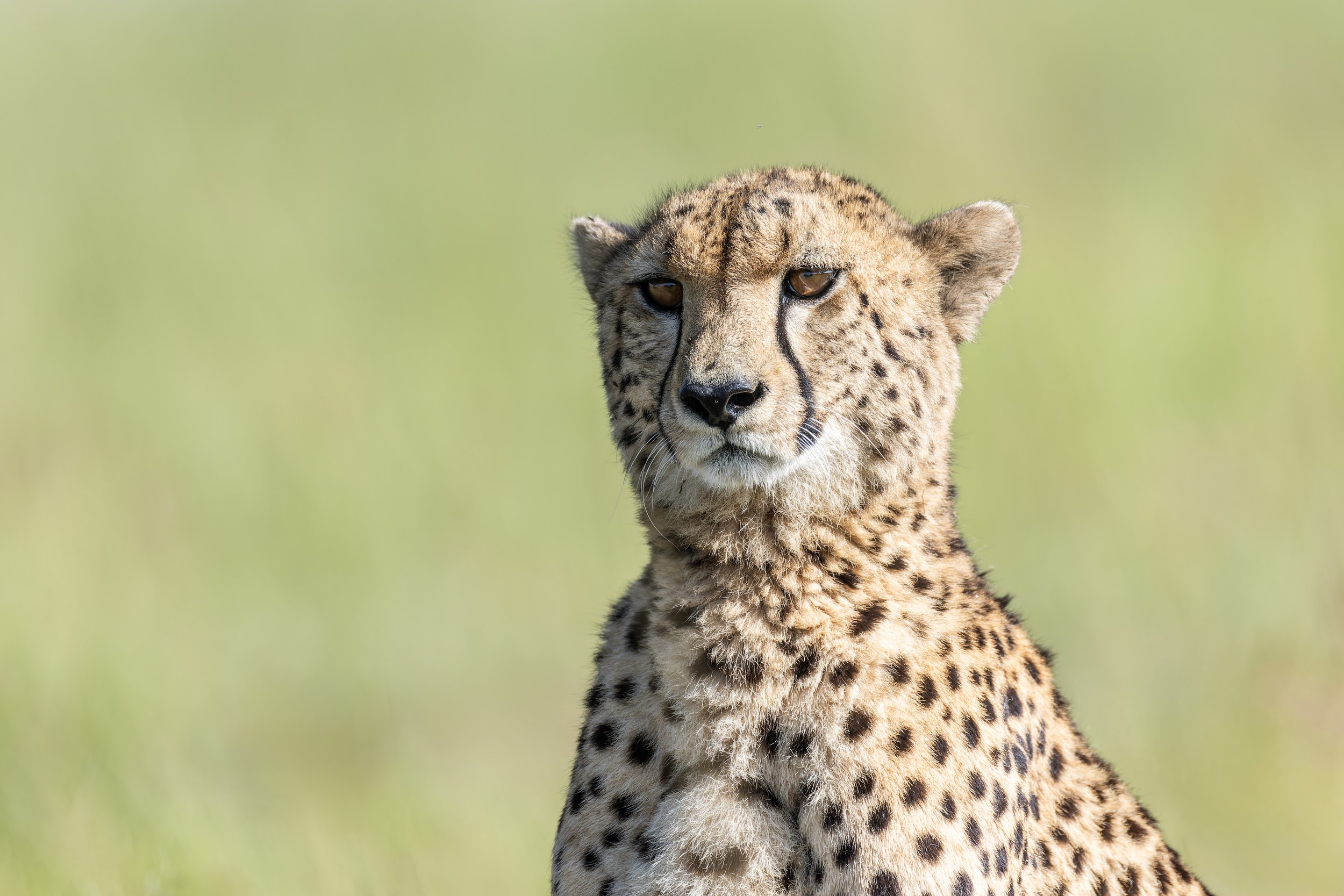 Guepard-3.jpg
