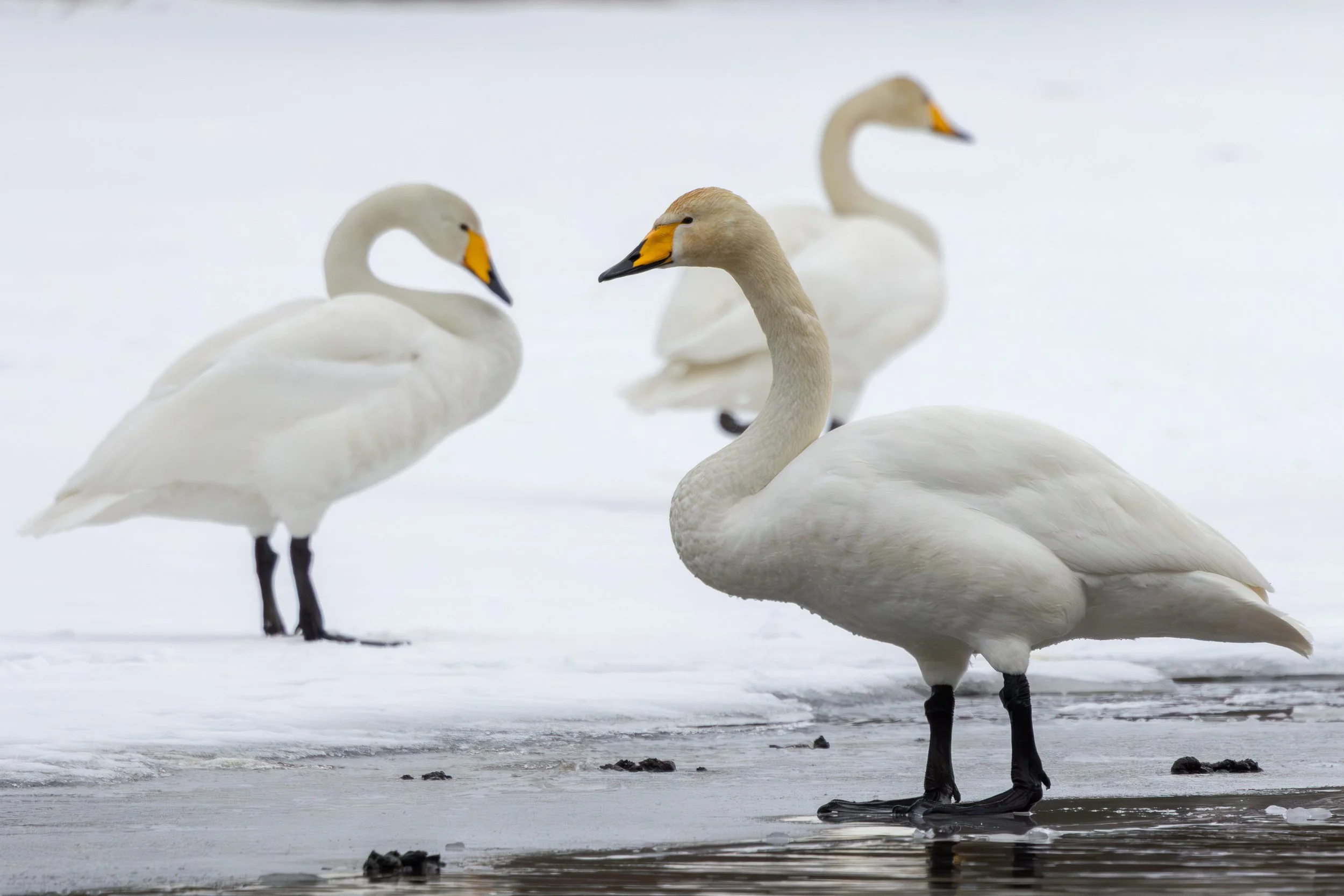 10_AK_Cygnes_chanteurs.jpg