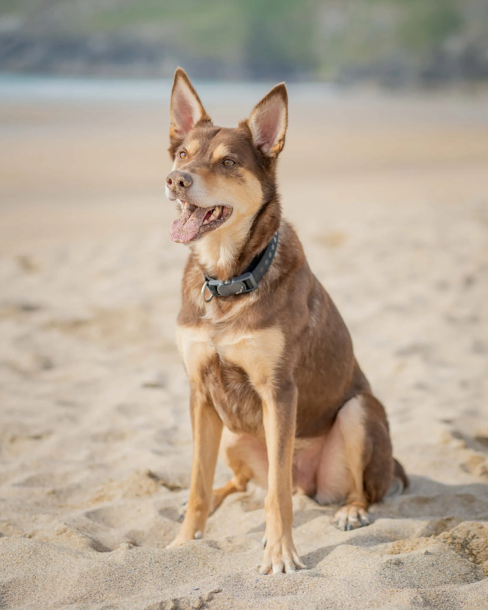 A brown dog with pointy ears and a collar sitting on sandy ground, panting with its tongue out, at a beach or sandy area.